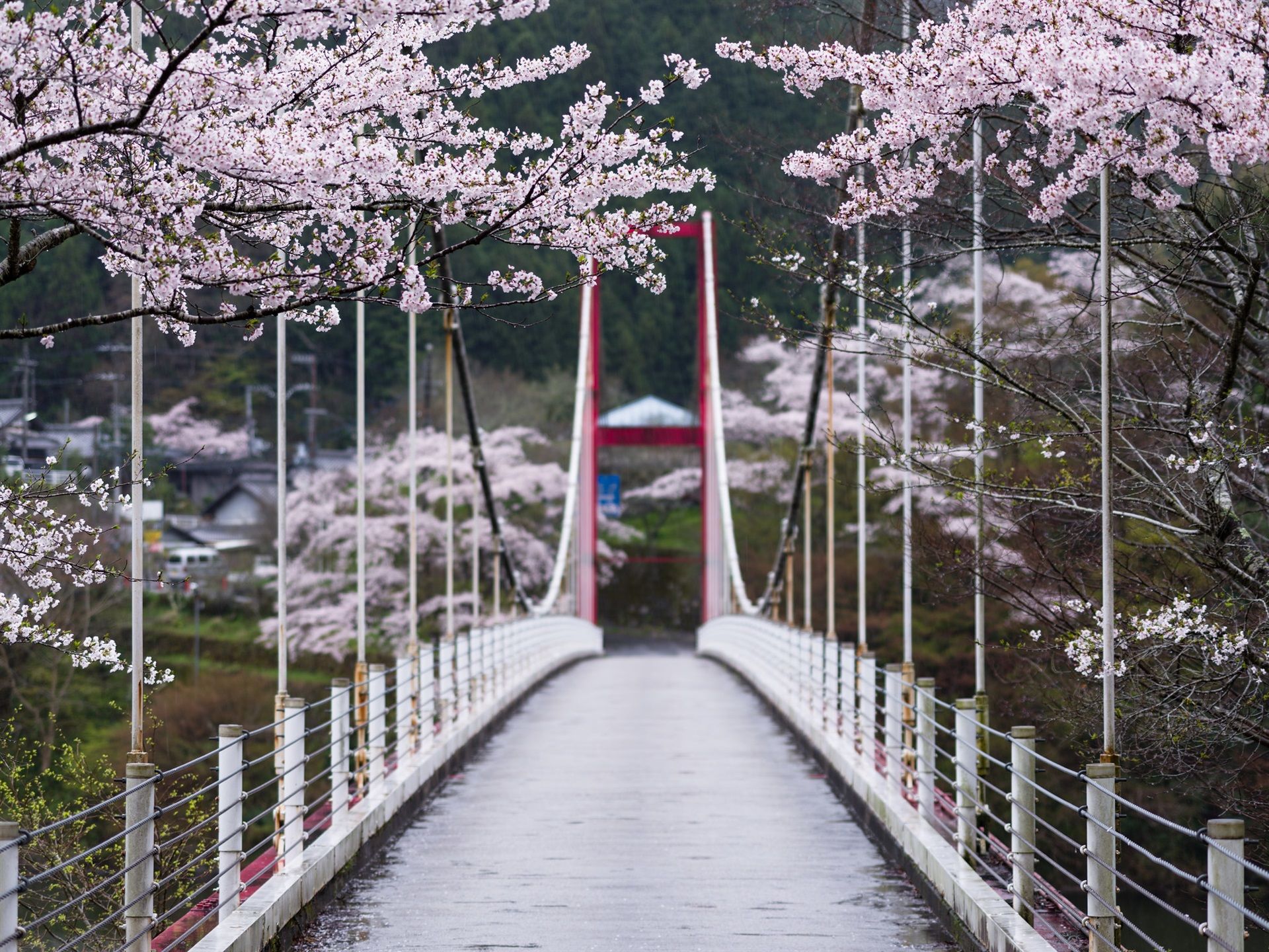 Wallpaper Sakura bloom, flowers, spring, bridge, trees, Japan