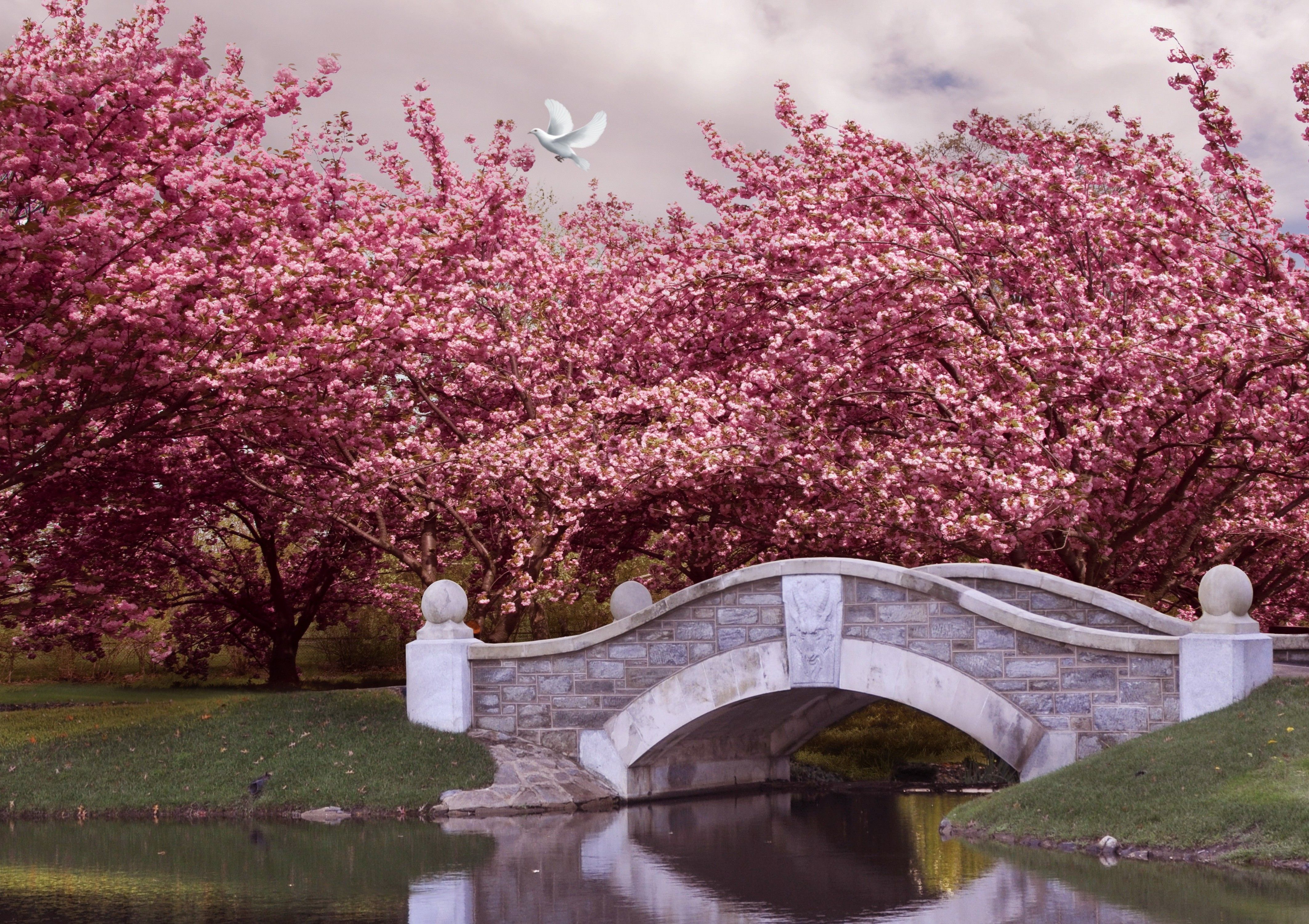 Pink Flowering Trees over Bridge 4k Ultra HD Wallpaper