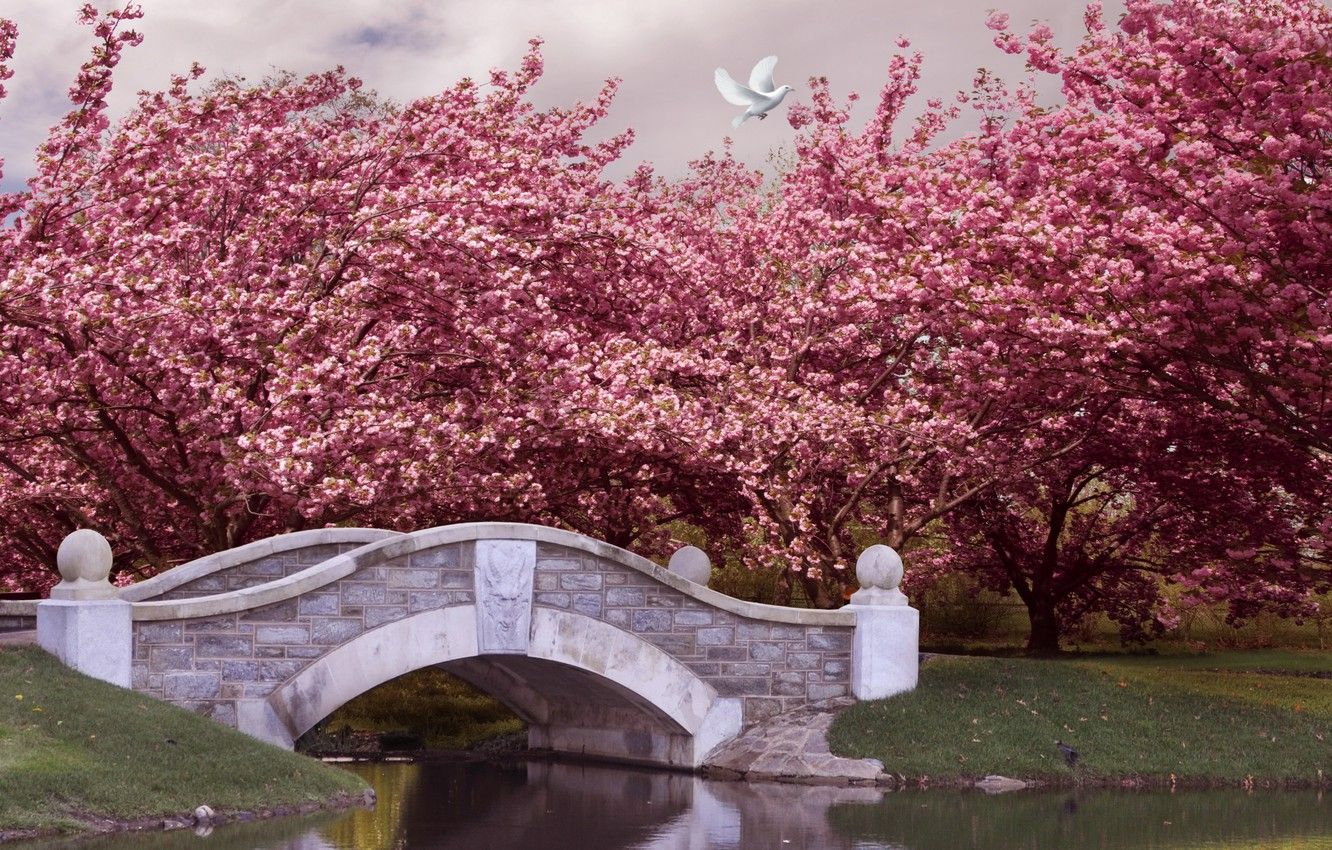Wallpaper trees, bridge, Park, river, spring, garden, flowering, pink, blossom, park, spring image for desktop, section пейзажи