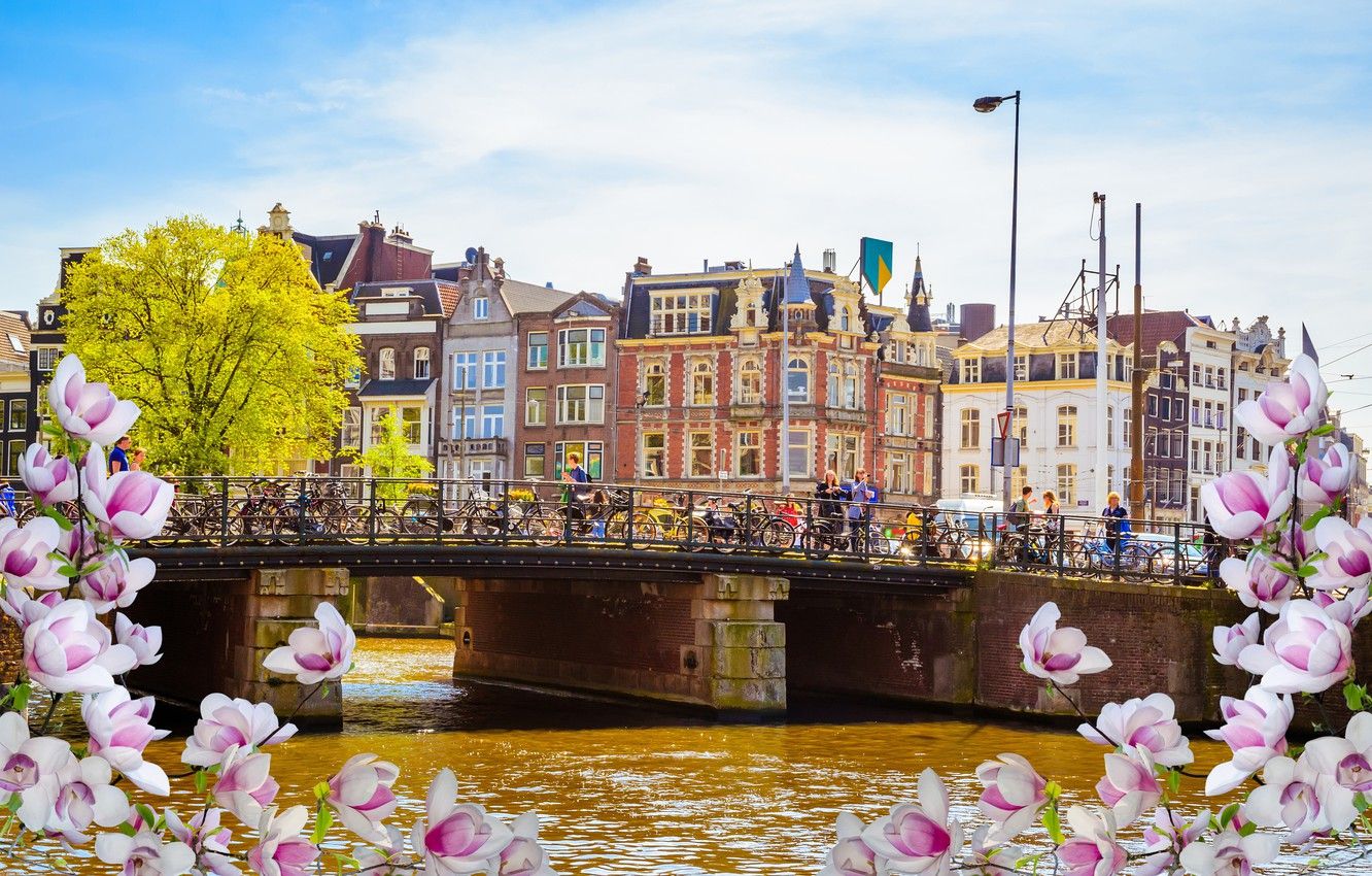 Wallpaper bridge, river, spring, Amsterdam, flowering, bridge, blossom, Amsterdam, flowers, old, spring, buildings, Netherlands, canal image for desktop, section город
