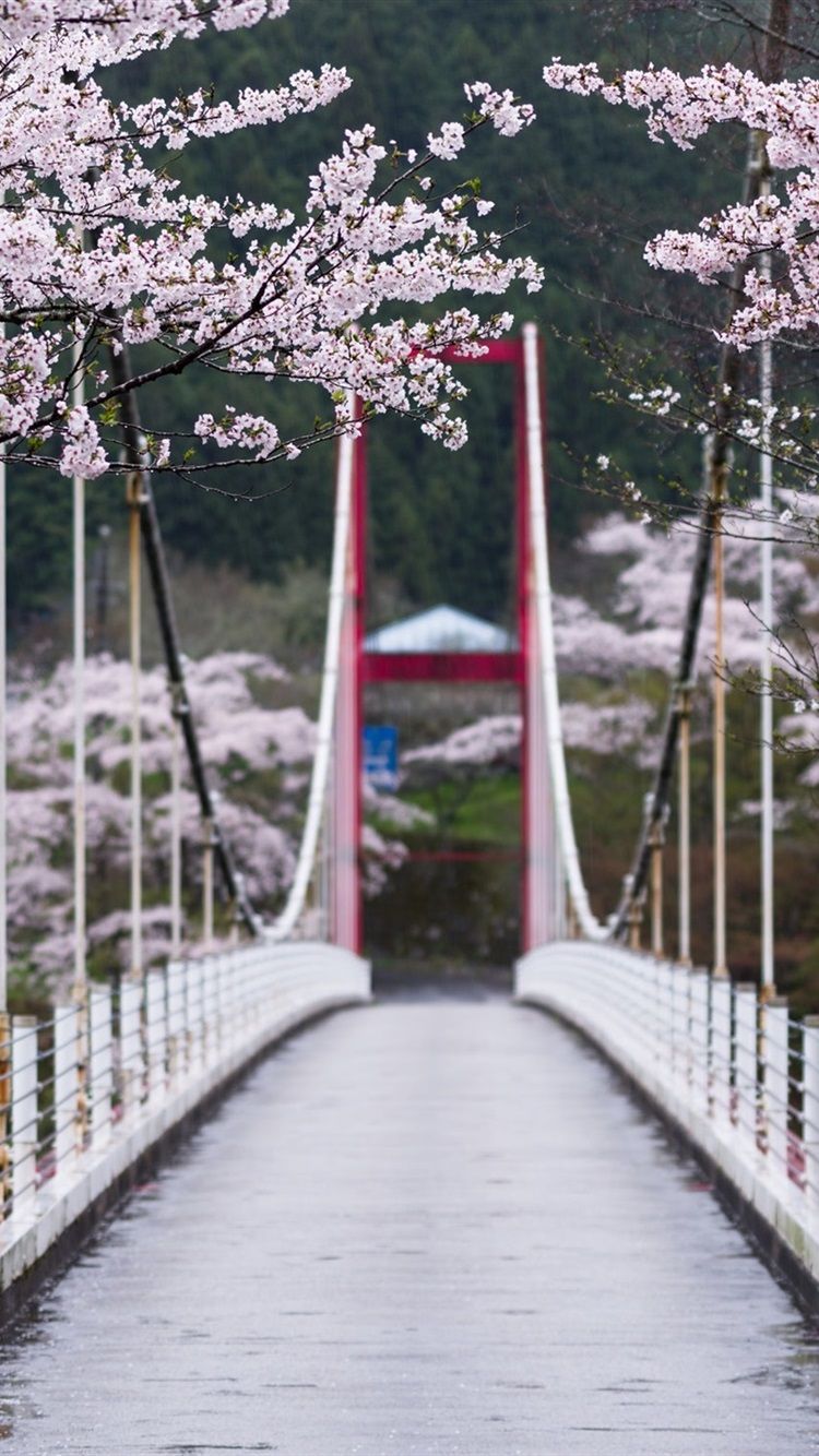 Wallpaper Sakura bloom, flowers, spring, bridge, trees, Japan