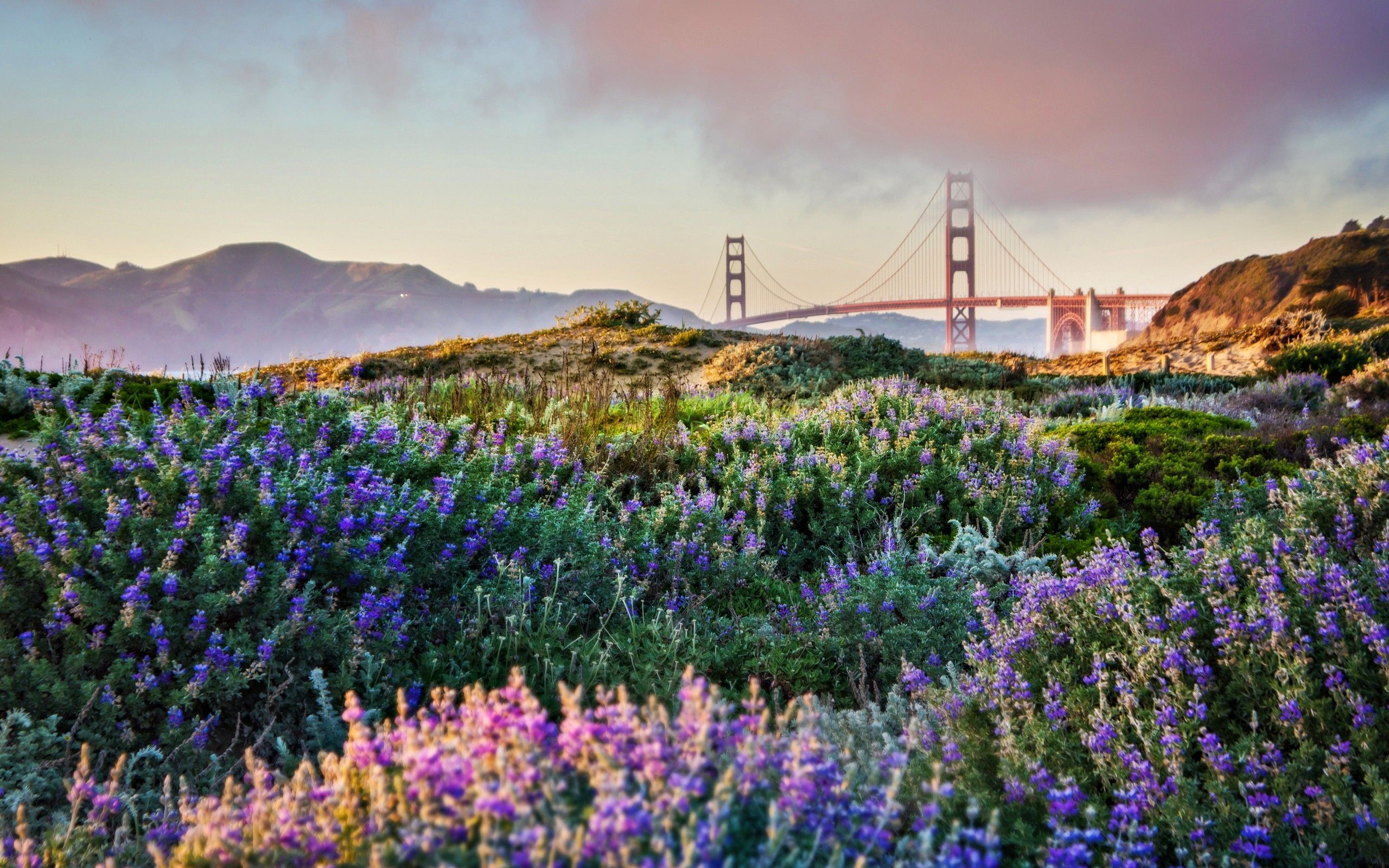 Man Made Golden Gate Bridges Spring Flower Bridge HD Wallpaper