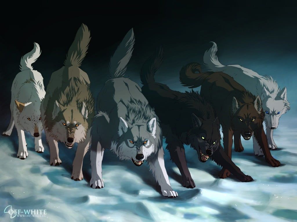 Anime Black Wolf And White Wolf