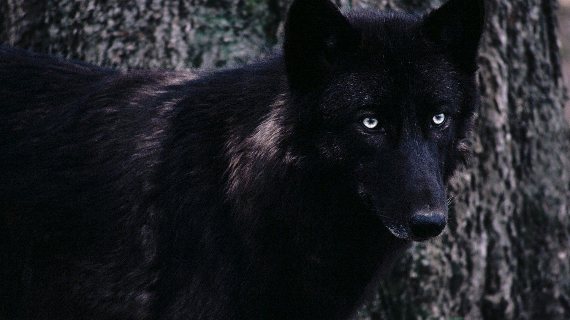 Black Wolf Wallpaper Image Photo Picture Background