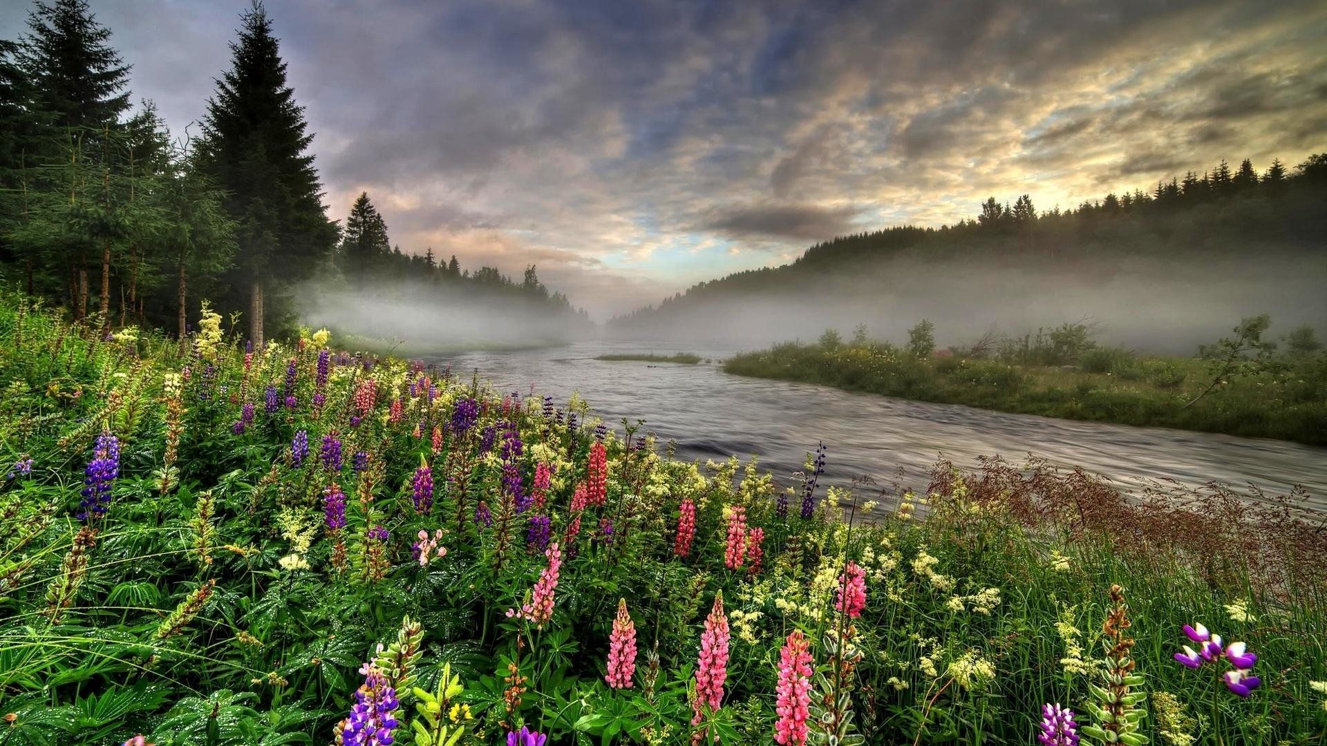 Sunset over Spring Flowers and River HD Wallpaper. Background