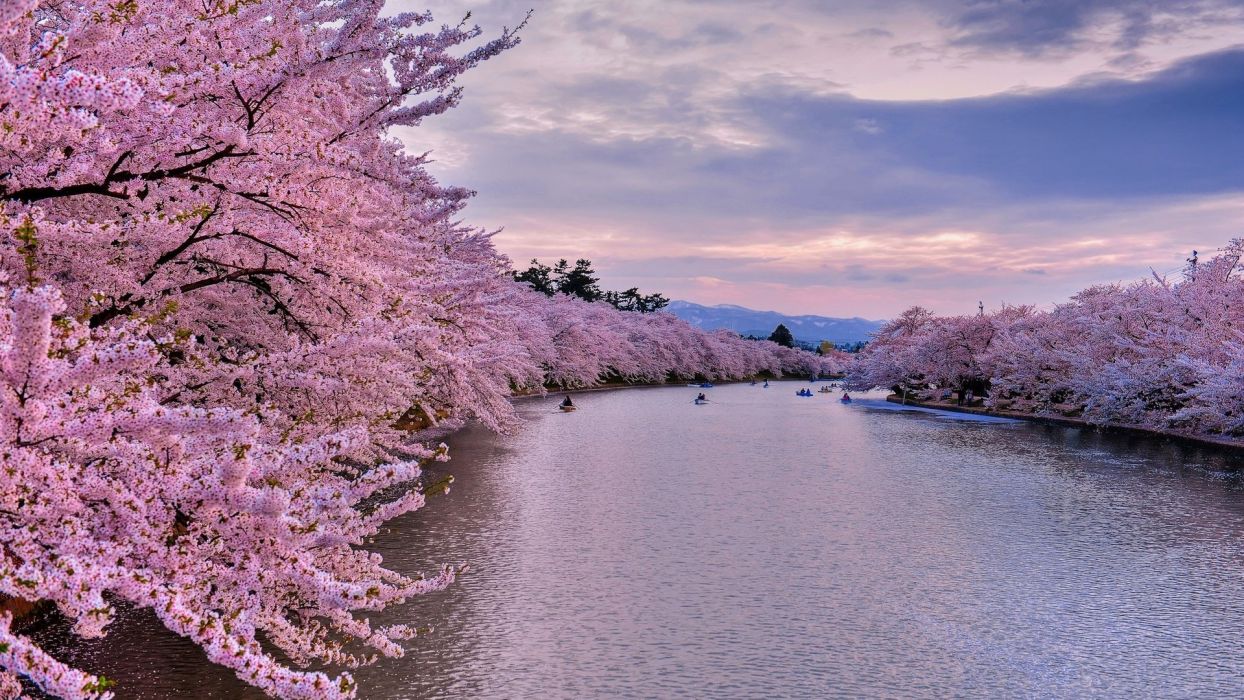 Cherry river trees bloom sunset landscape spring sakura cherry