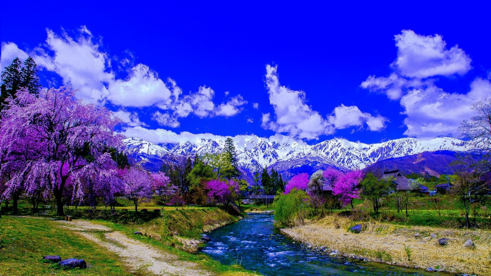 Purple Trees Alone The River And Snow Covered Mountain HD