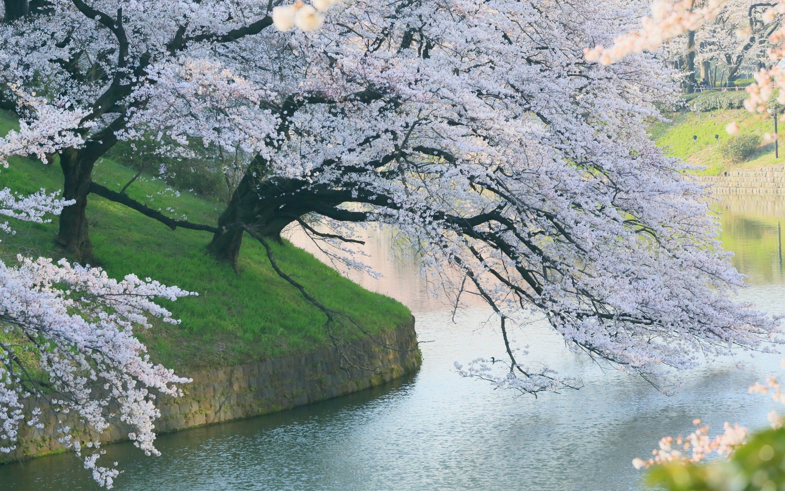 Download 2560x1600 White Flowers, River, Spring, Beautiful Tree