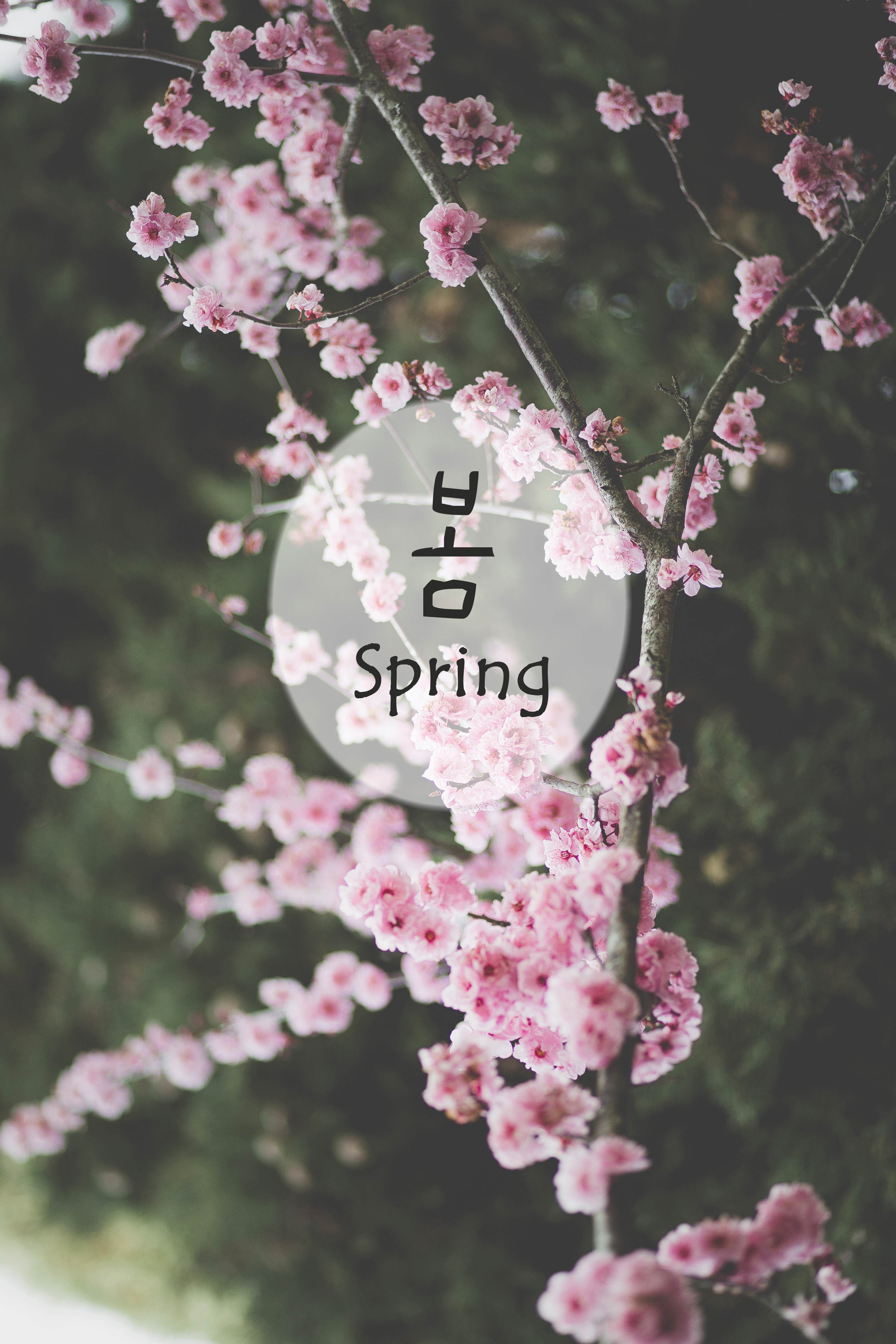 봄 (bom) Spring. Korean quotes, Korea language, Korean words