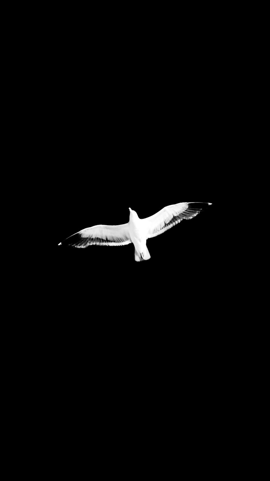 Download wallpaper 938x1668 bird, bw, flight, wings, sky