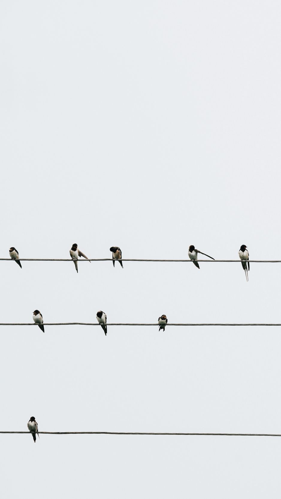 Download wallpaper 938x1668 swallows, birds, wires, minimalism