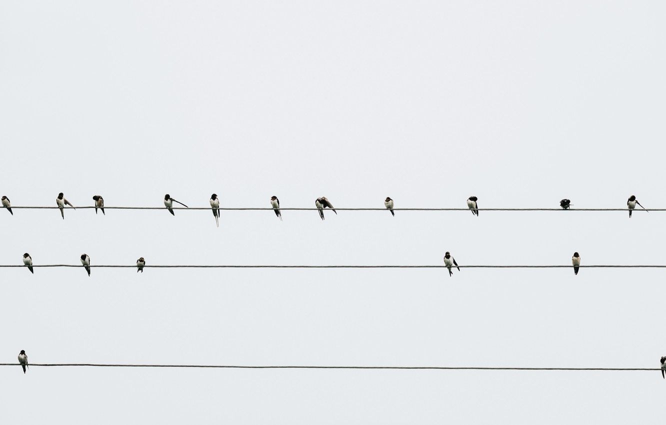 Wallpaper wallpaper, animals, minimalism, birds, wires, swallows