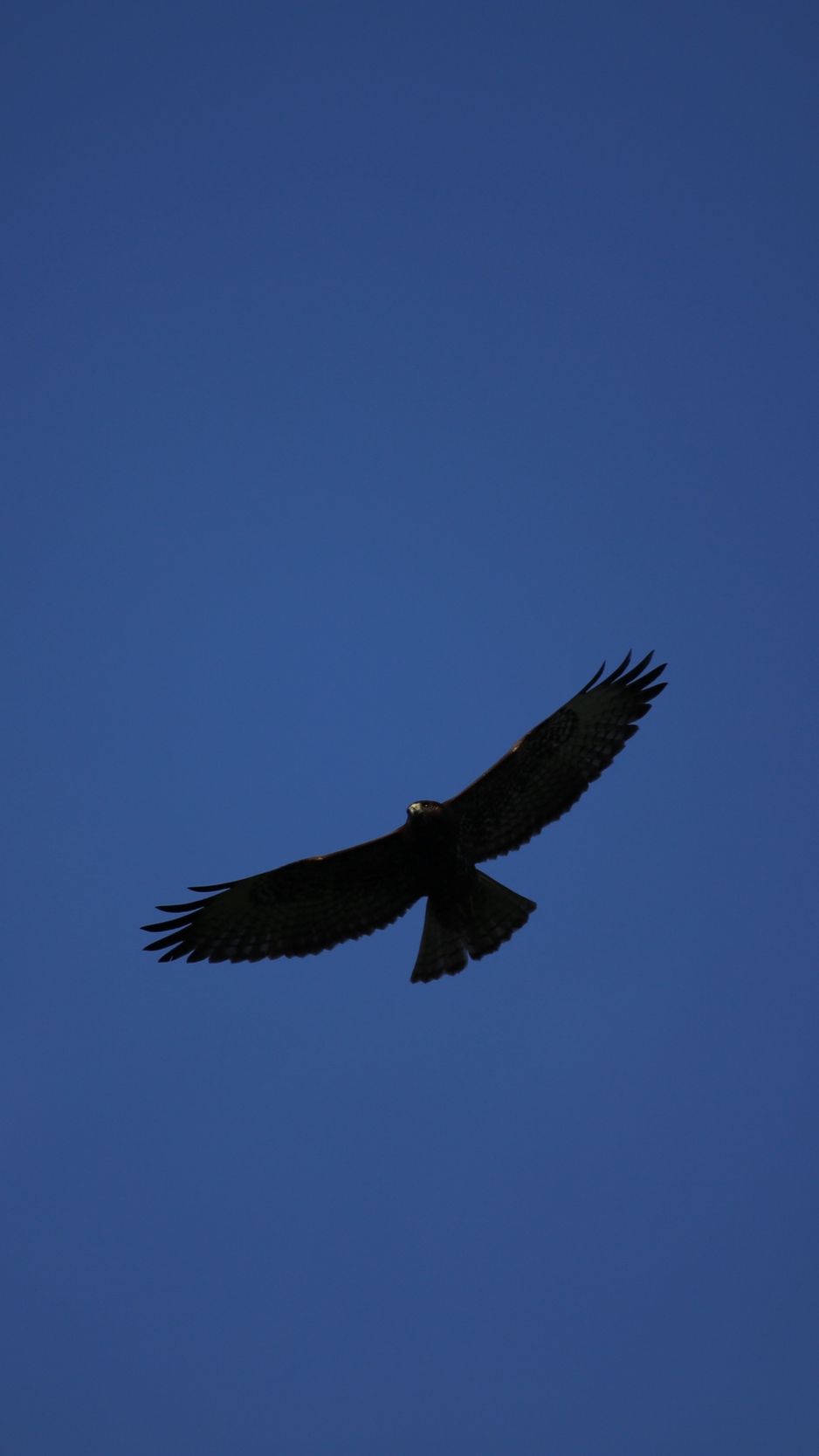 Wallpaper Hawk, Bird, Predator, Flight, Sky, Minimalism