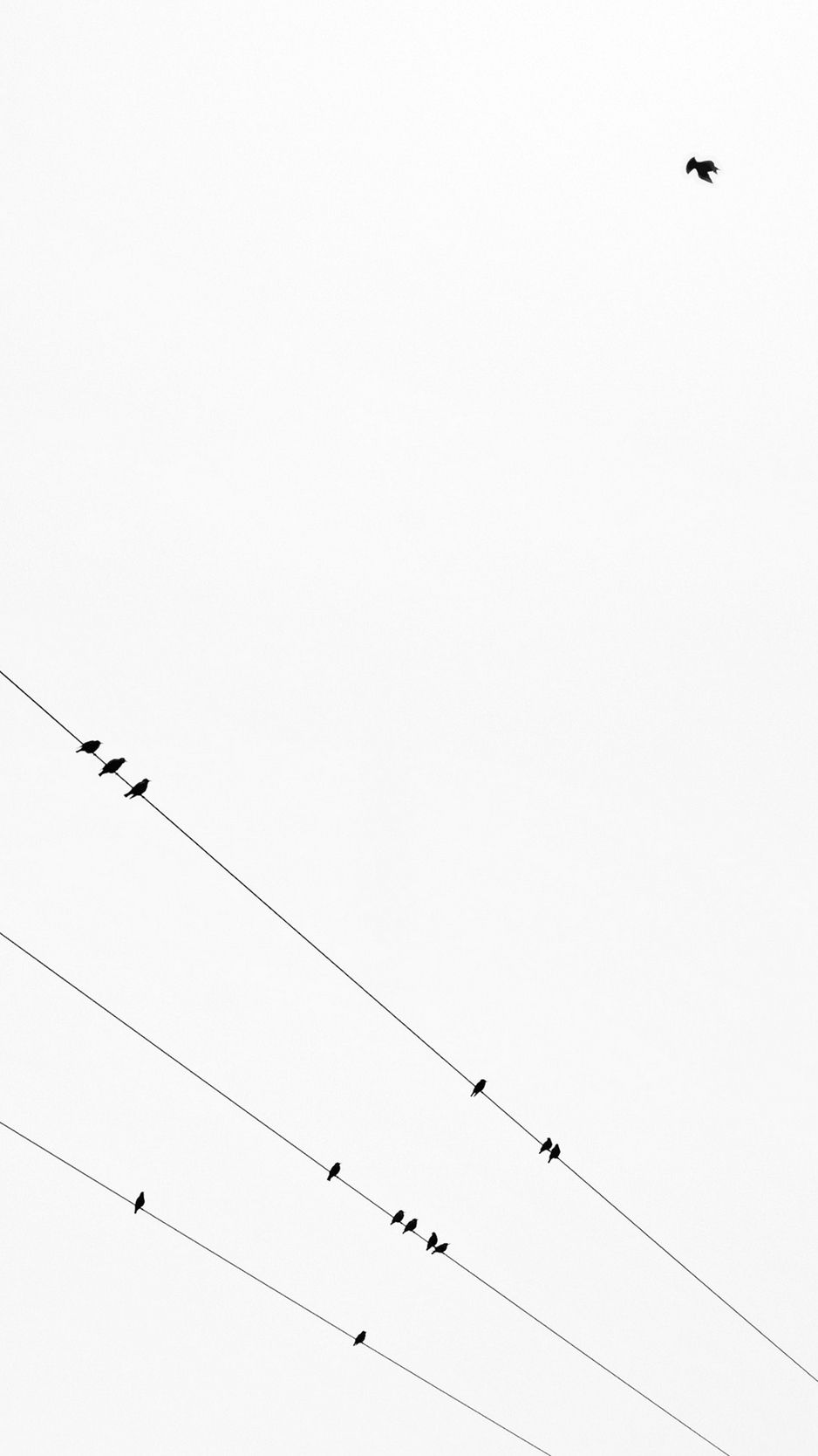 Download wallpaper 938x1668 birds, wires, bw, minimalism iphone 8