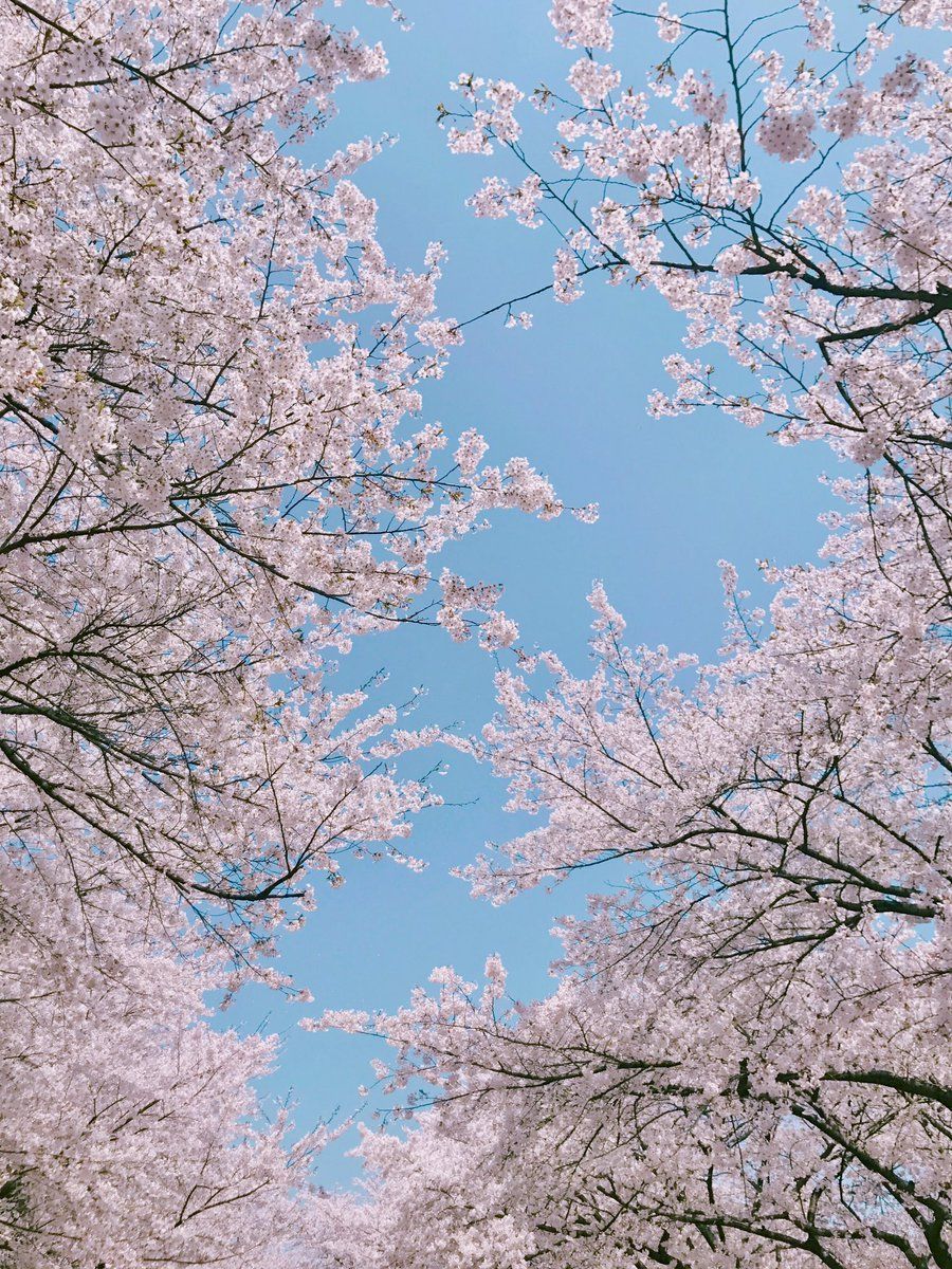 Sakura Tree Aesthetic Wallpapers - Wallpaper Cave