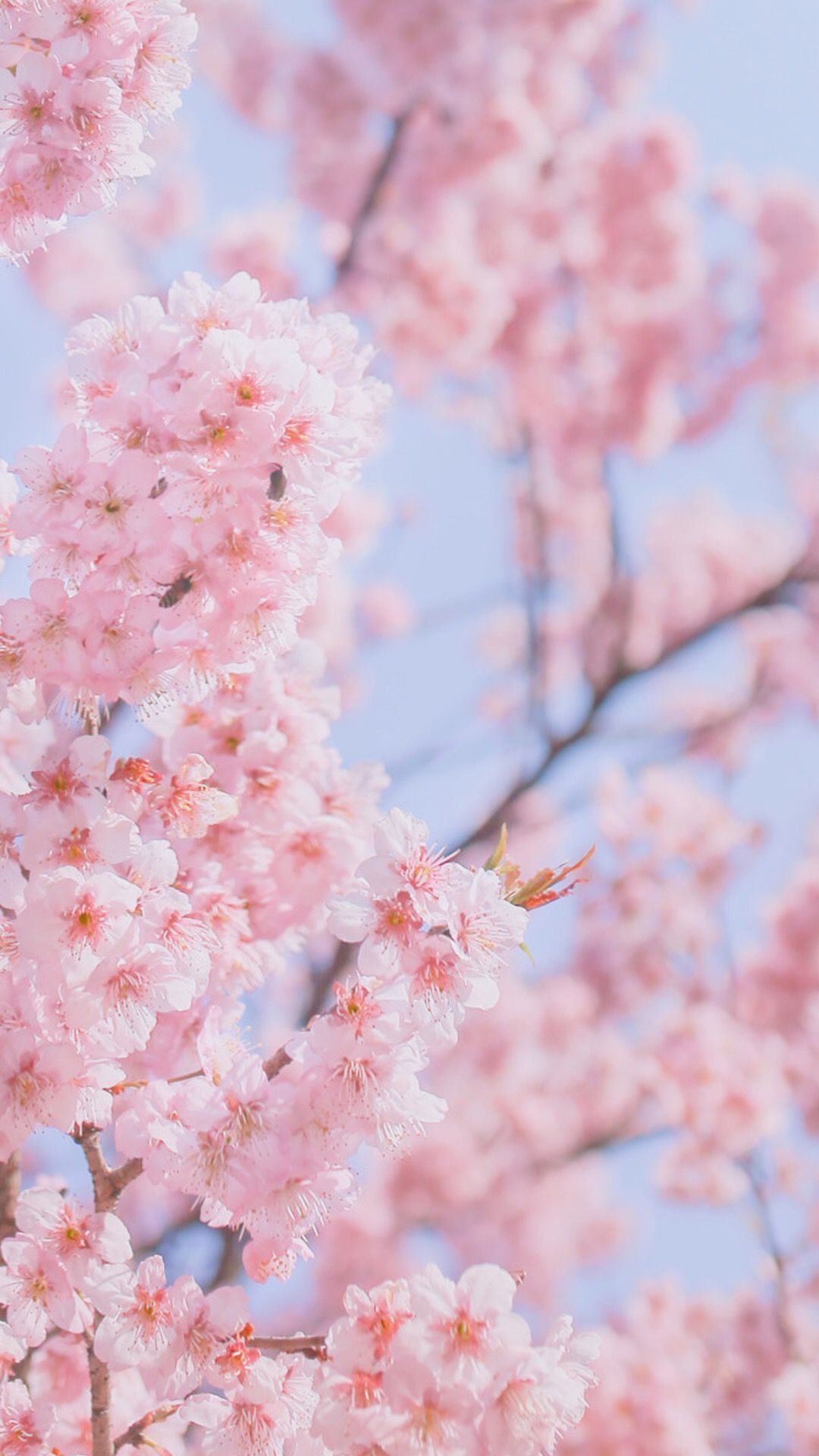 Aesthetic Cherry Blossom Wallpapers Wallpaper Cave