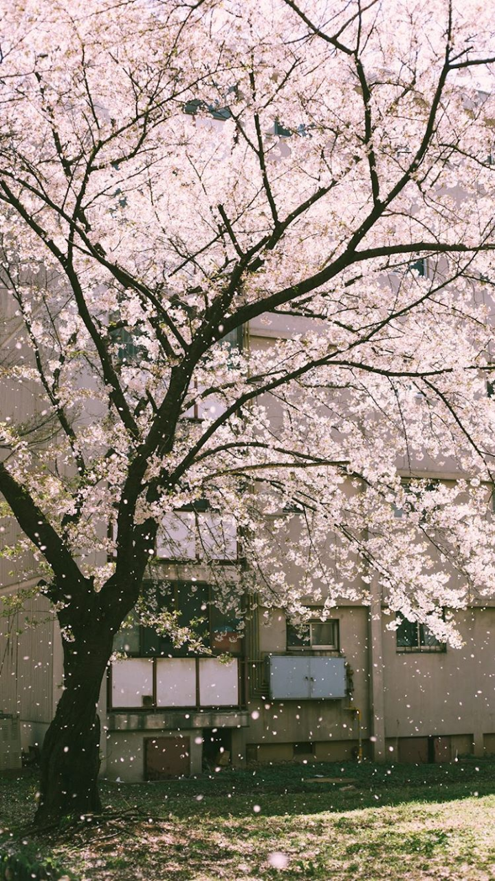 wallpaper, lockscreen, cherry blossom and pink