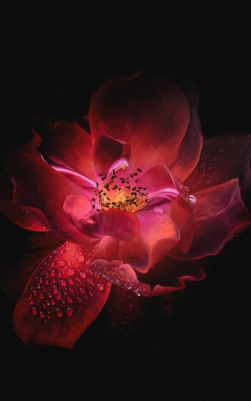 Dewdrop on Floral Petal Oled 5K HD Wallpaper (800x1280)