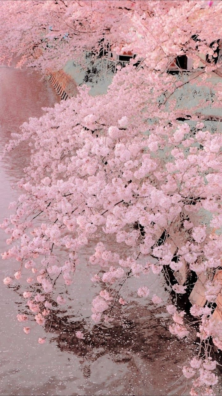 Aesthetic Cherry Blossoms Wallpaper Free Aesthetic Cherry