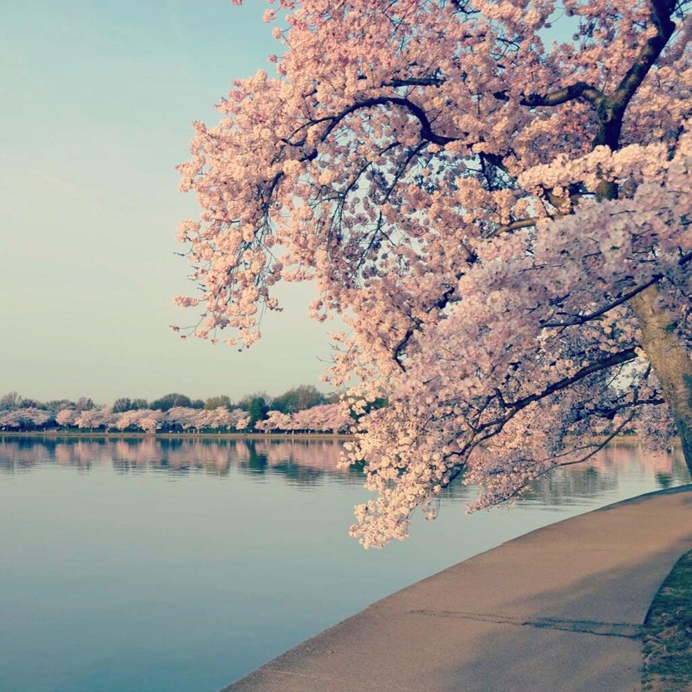 How Cherry Blossoms Came into Budding US Popularity