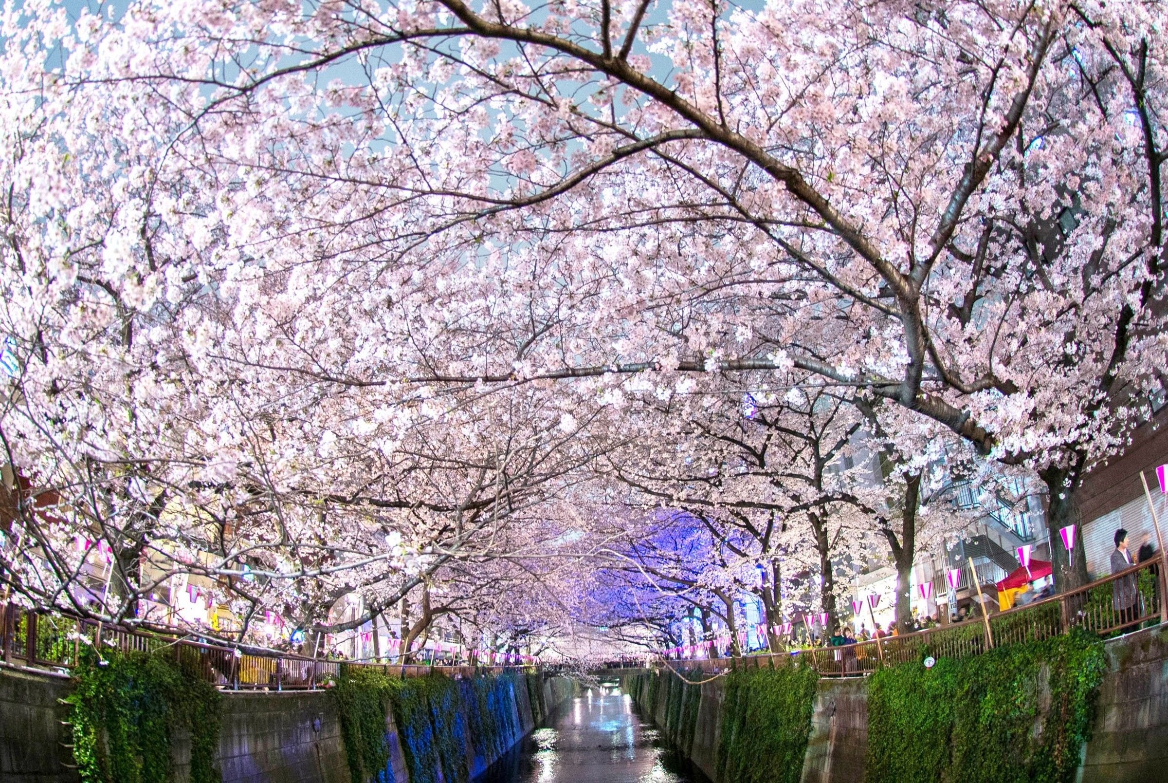 Wallpaper Japan Cherry Blossoms