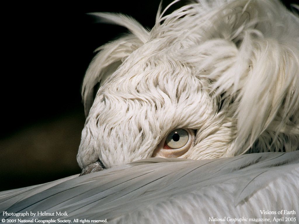 National Geographic Wallpaper. Animais, Aves de rapina, Harpia