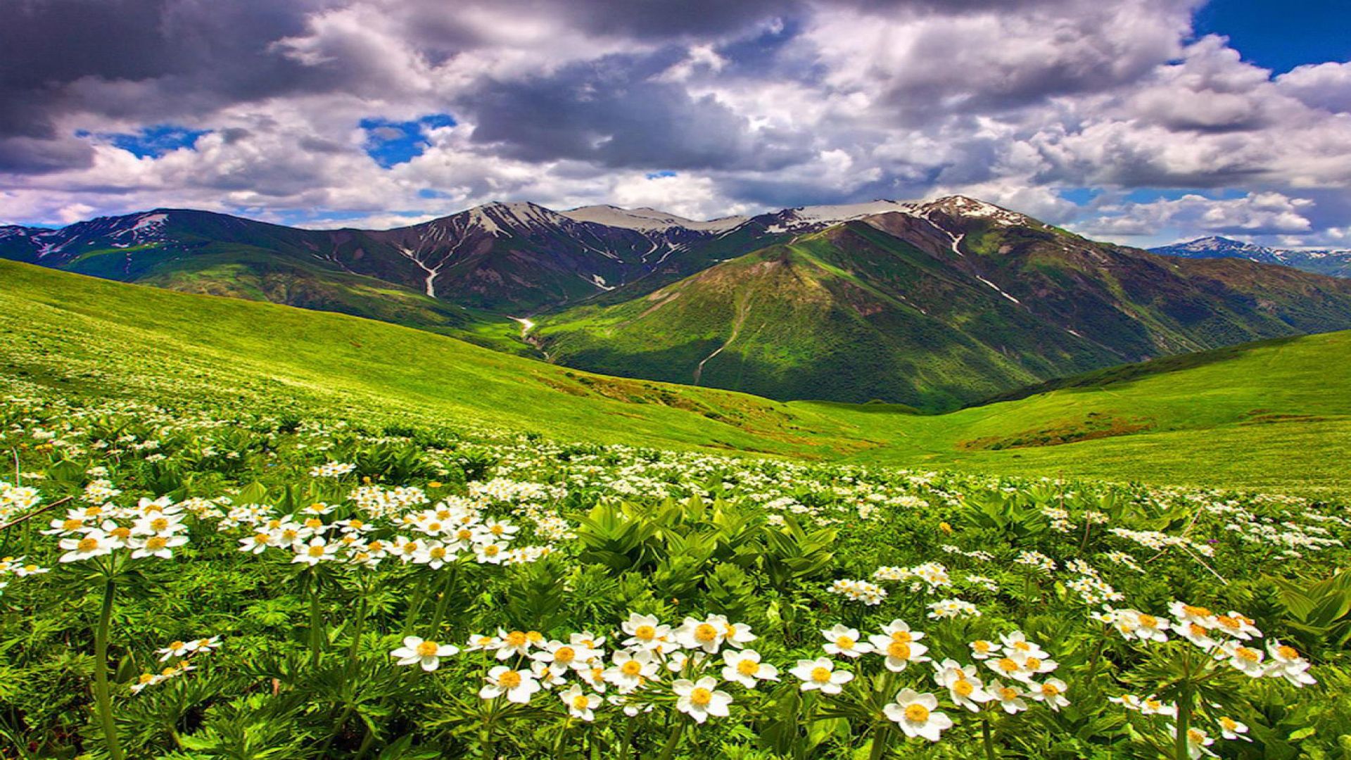 Field Of Flowers In The Mountain Summer Sky HD Wallpaper 10981