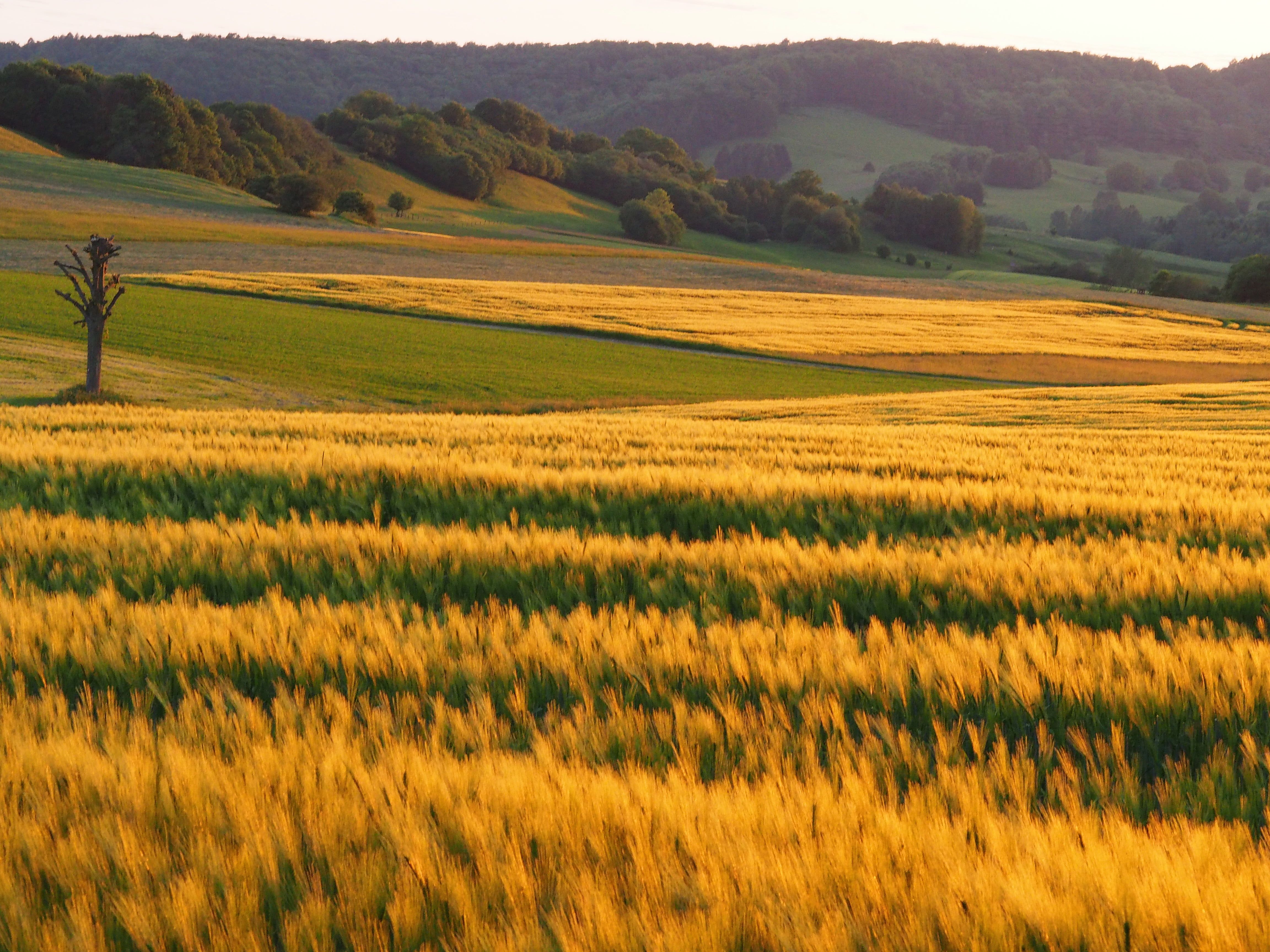 Пшеничное поле и горы