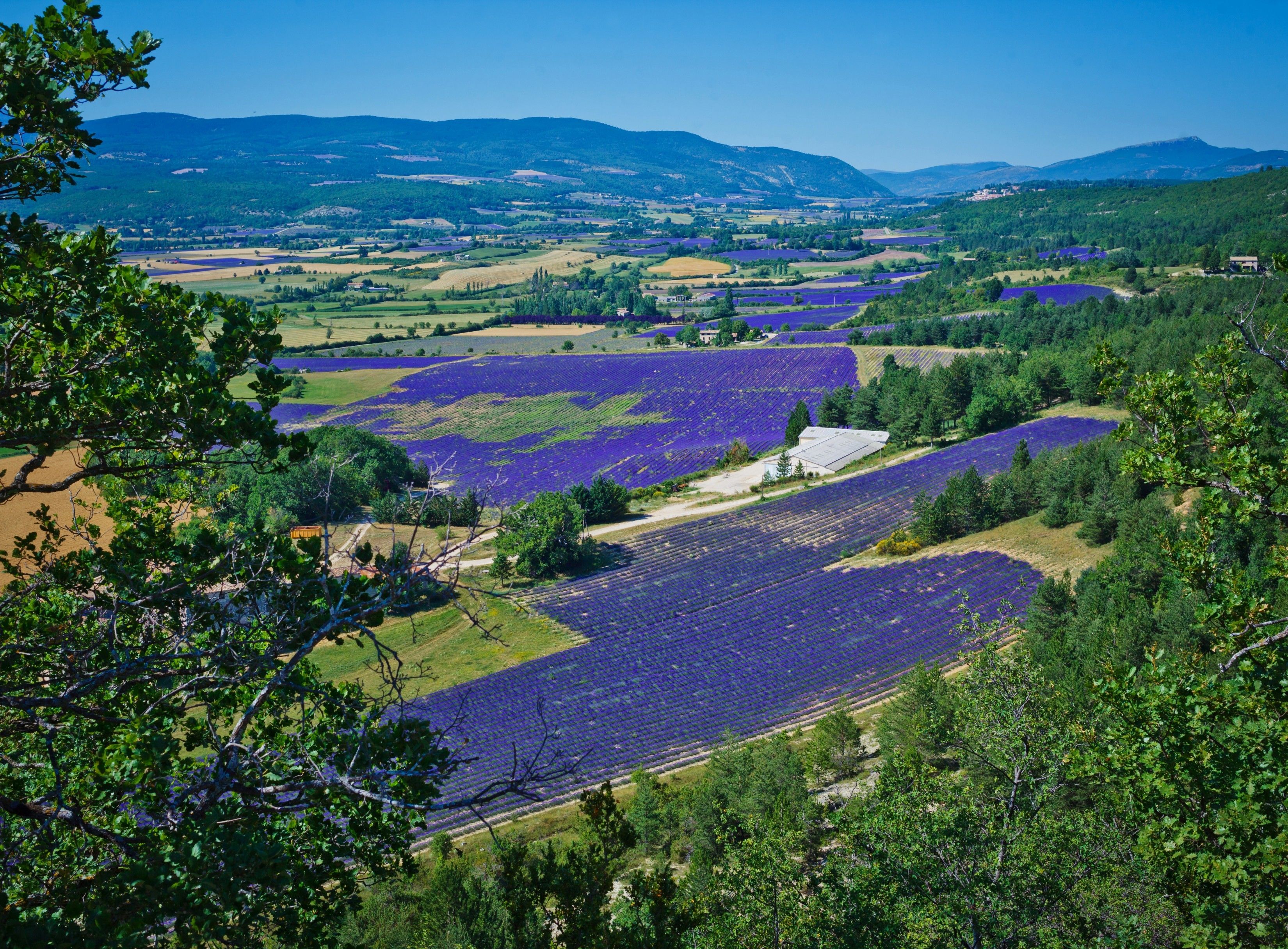 Download 3300x2432 France, Lavender, Fields, Trees, Mountain