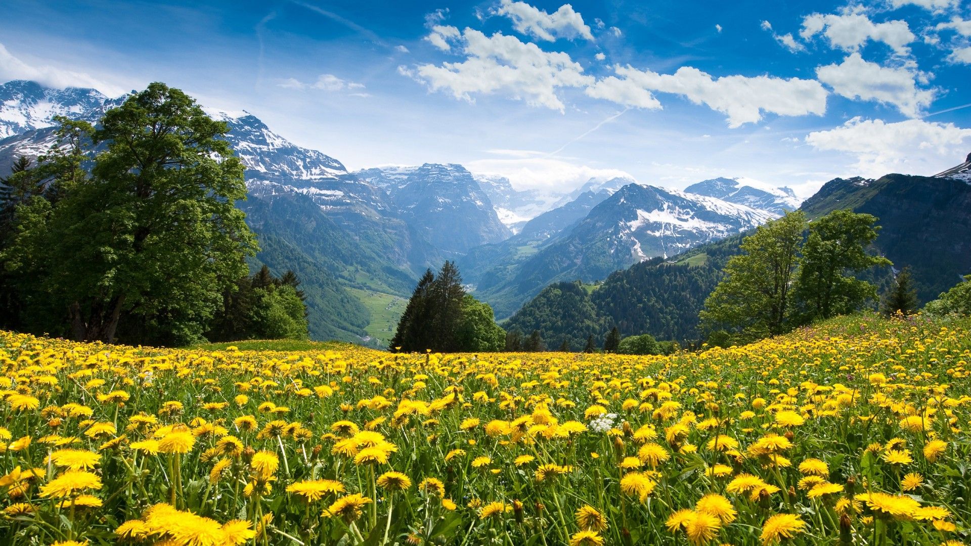 Mountains Fields Dandelions Sky Trees Nature Wallpaper And Photo