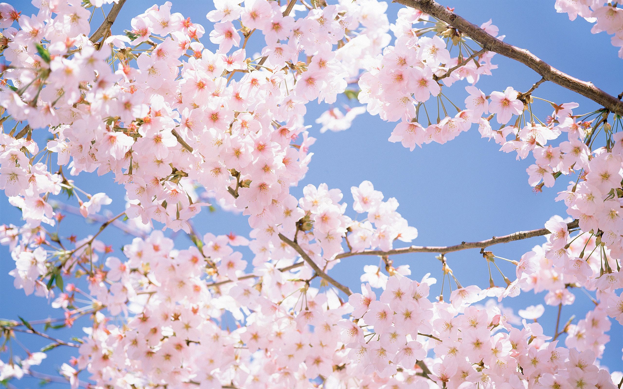 Cherry Blossom Wallpaper for Desktop