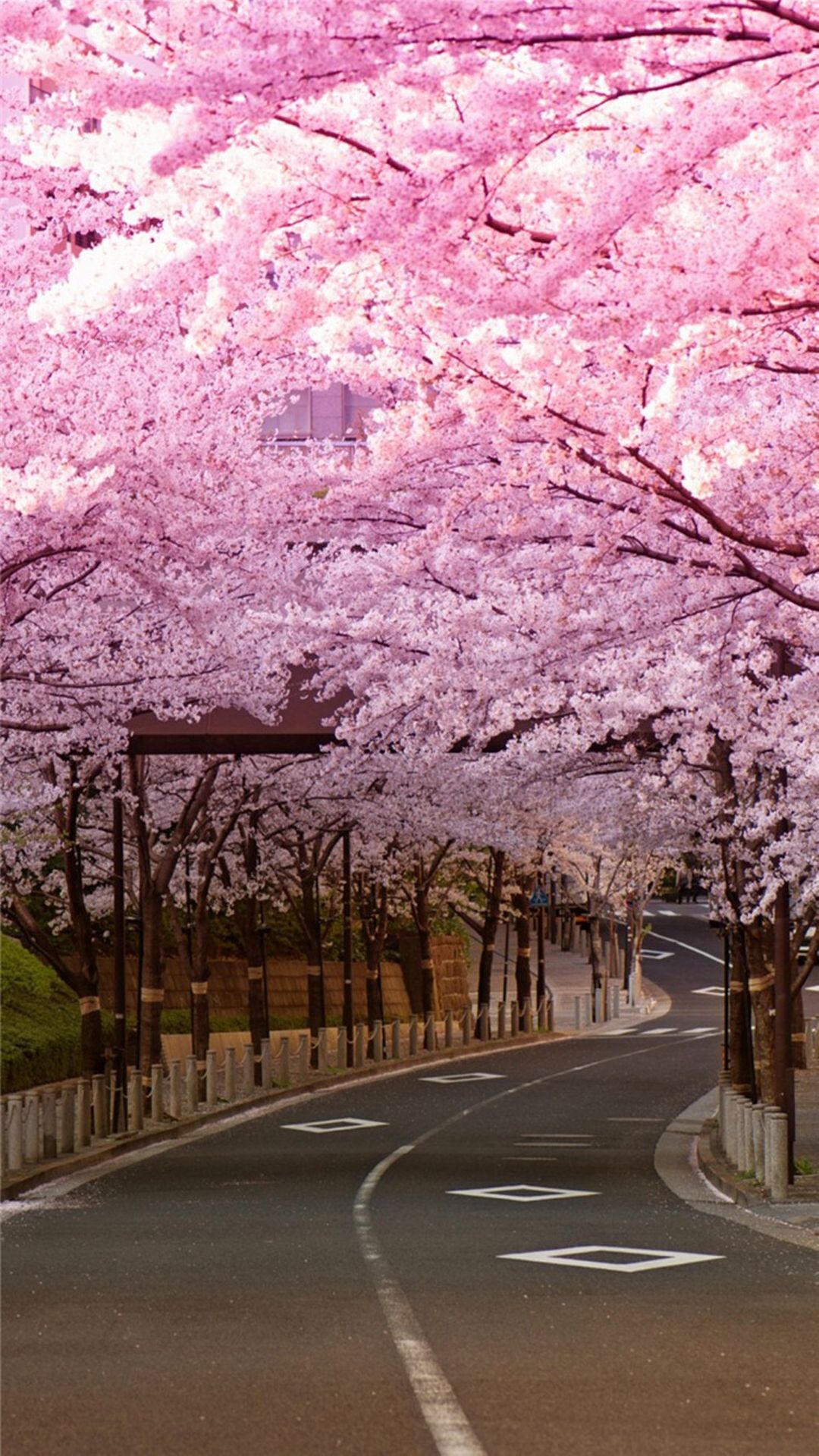 Bright Cherry Blossom Road iPhone 8 Wallpaper Free Download