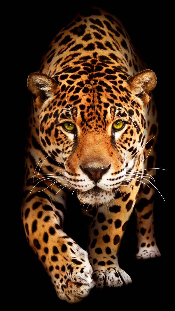 Download Jaguar Wallpaper