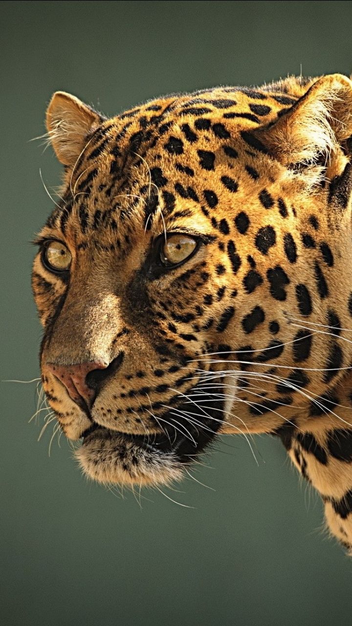 Animal Jaguar (720x1280) Wallpaper