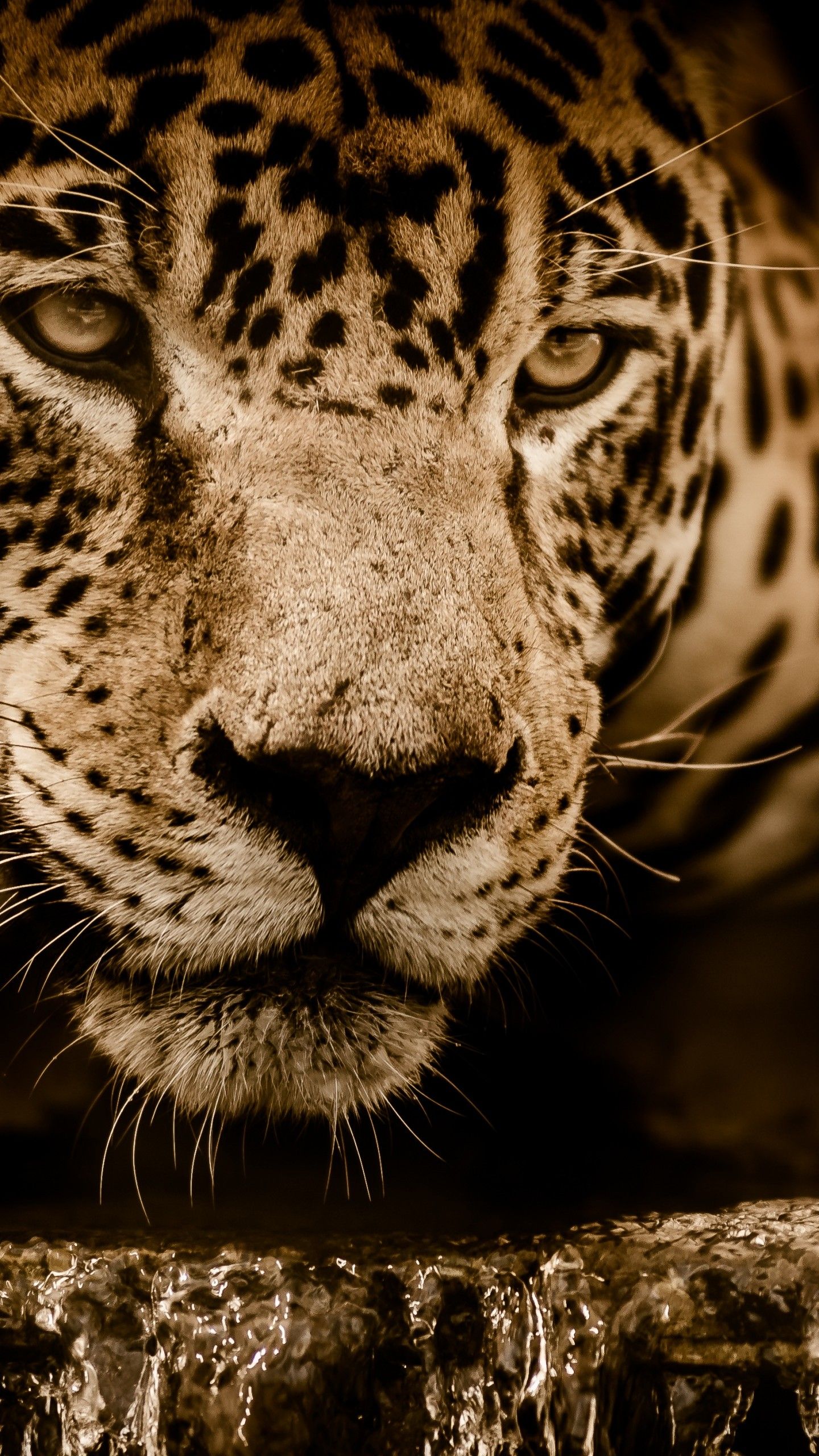 Wallpaper Jaguar, HD, 4K, Animals,. Wallpaper for iPhone