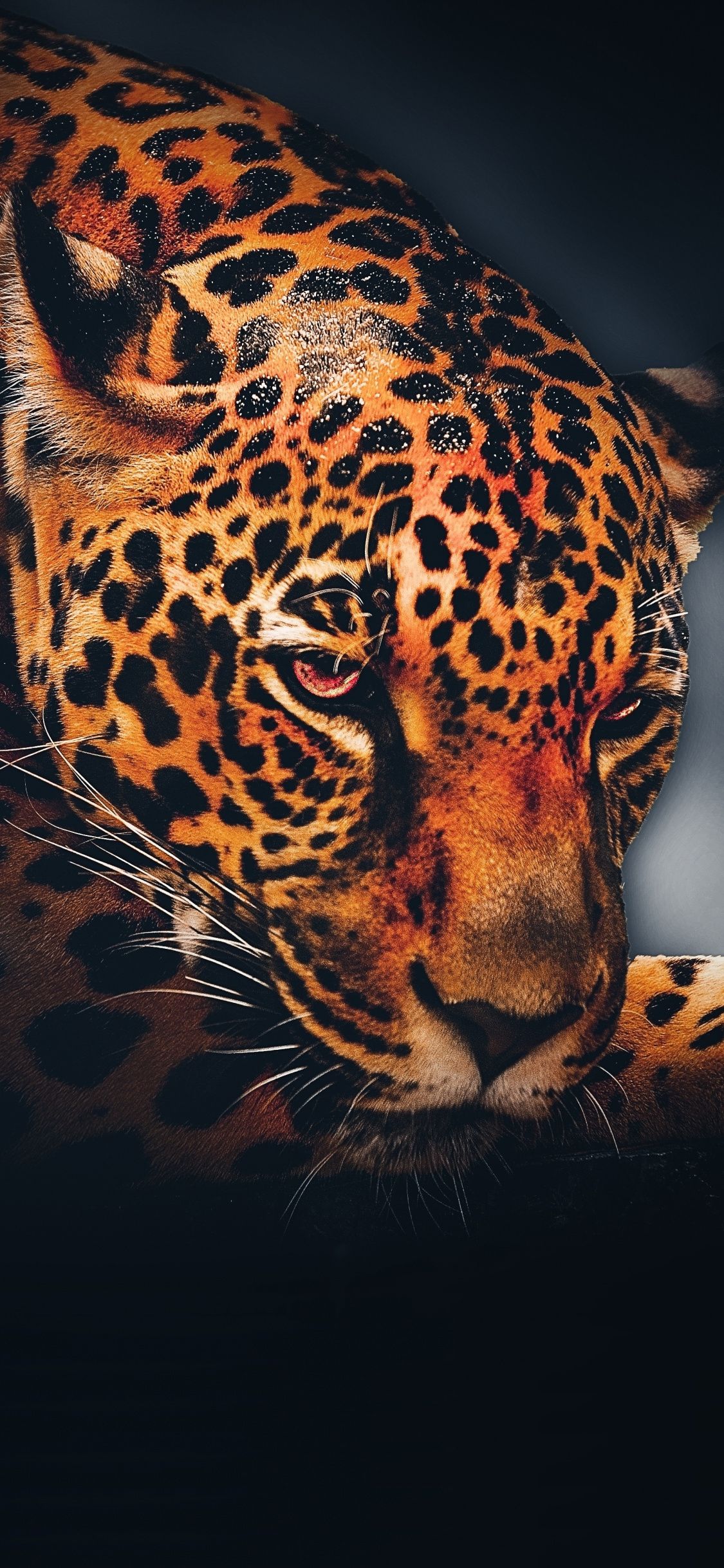 Leopard, animal, relaxed, portrait wallpaper. Animals