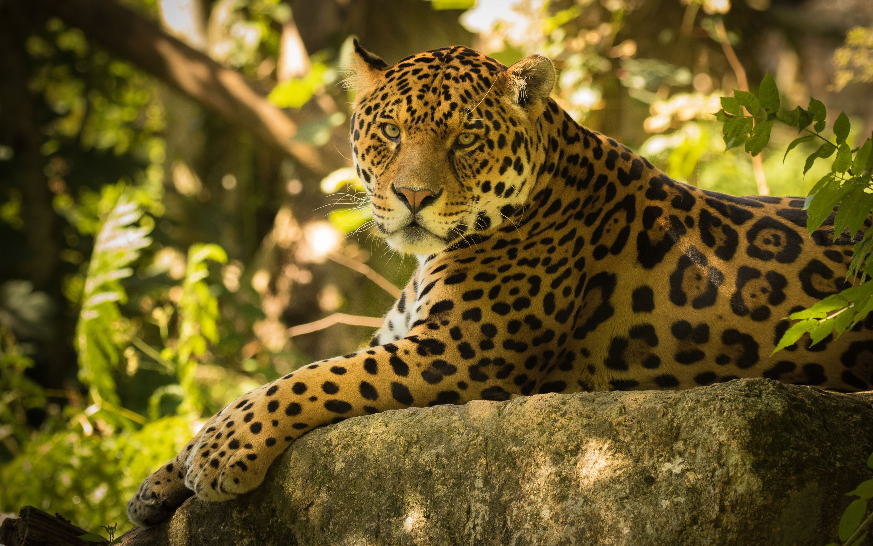 Jaguar 4K wallpaper for your desktop or mobile screen free