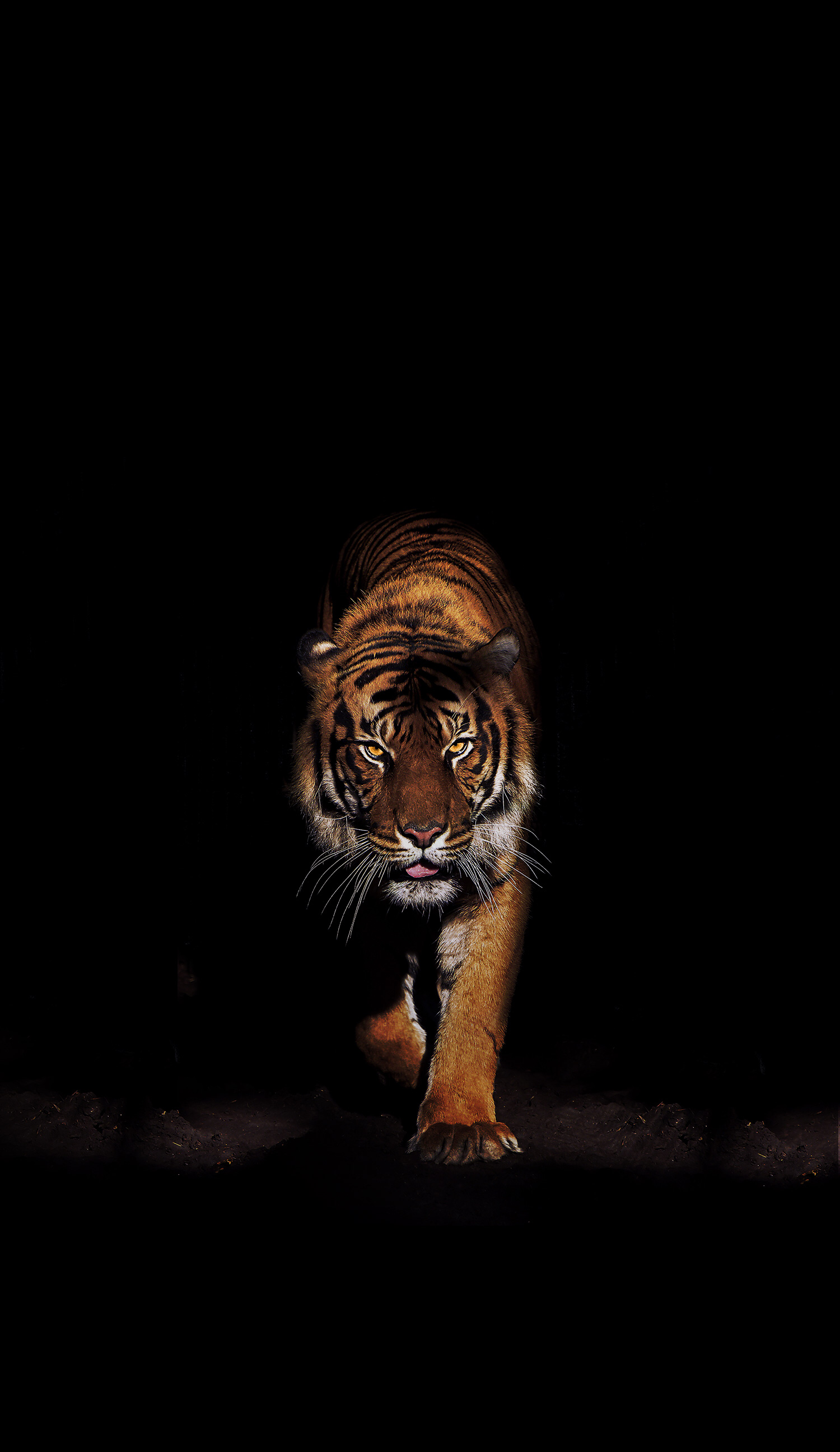 Idea by Behnam on animal. Tiger wallpaper, Wild animal wallpaper