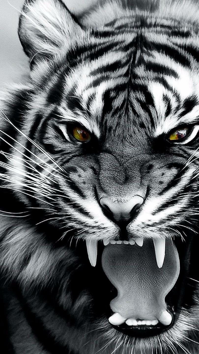 Angry tiger. Angry tiger, Angry animals, Tiger photography