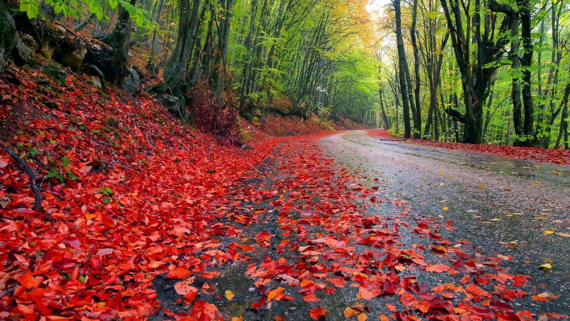 Beautiful Wallpaper Of Rainy Season Wallpaper