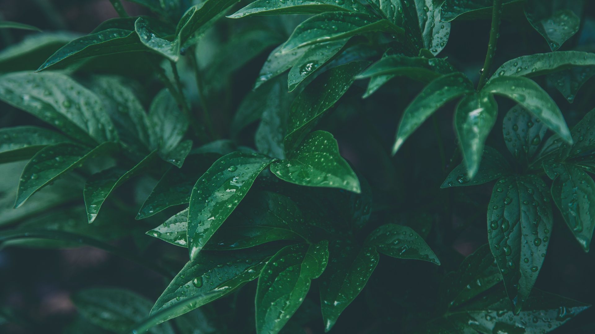 Green Plants in Rainy Season Wallpaper