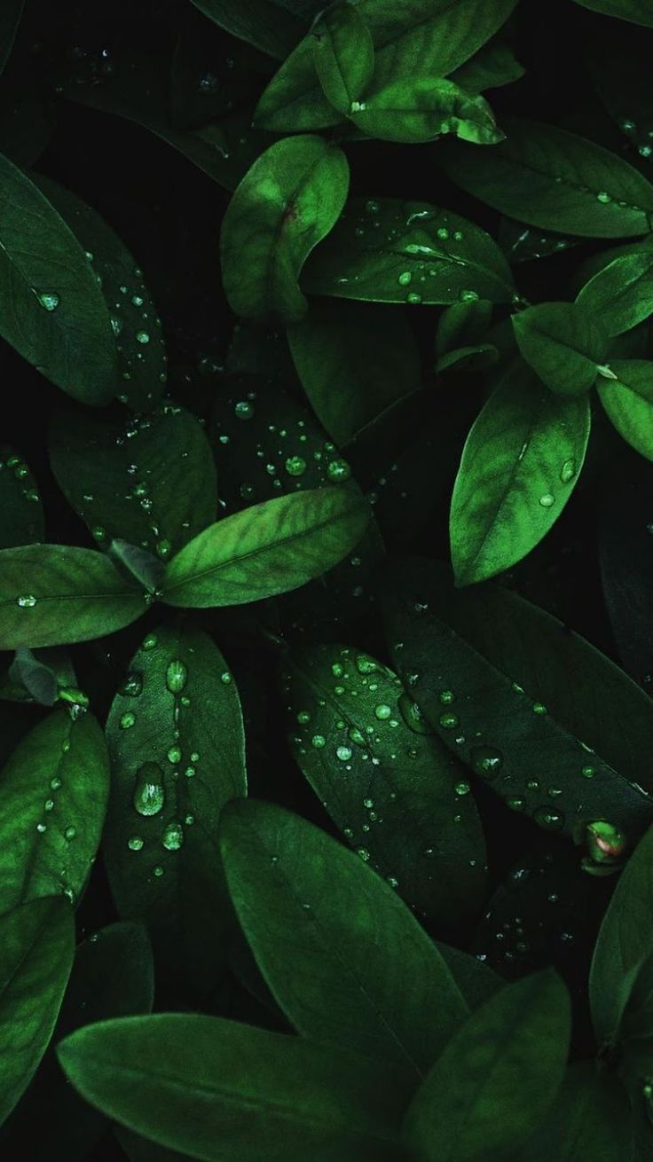 Android Phone Wallpaper HD