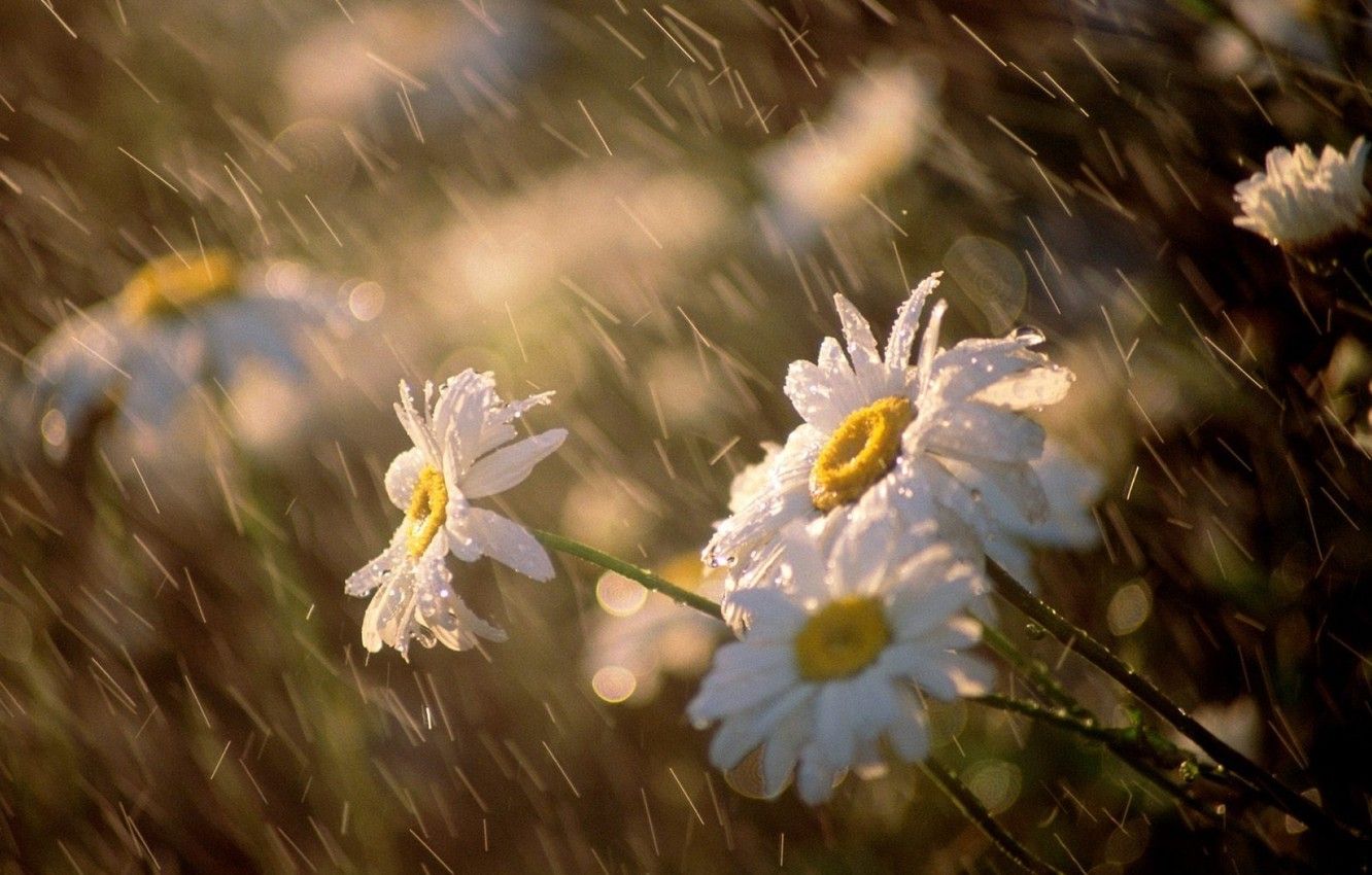 Wallpaper macro, flowers, the wind, chamomile, Rain image