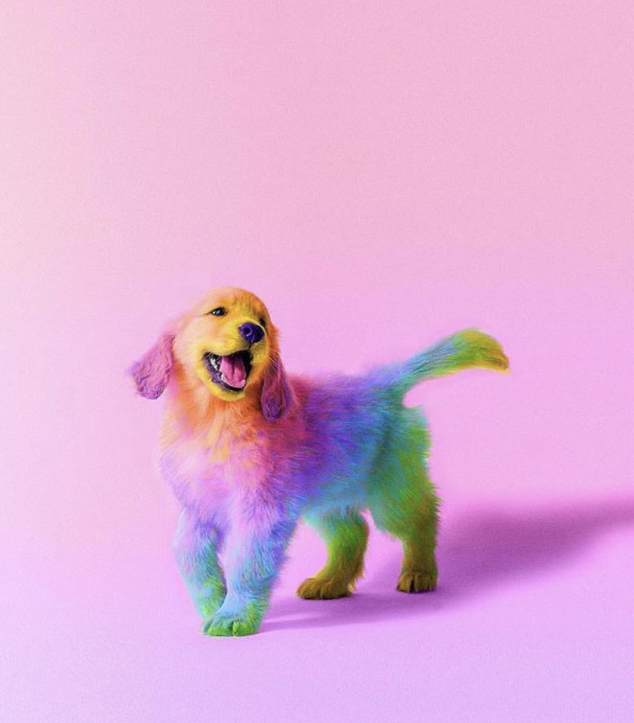 Color Lover. Rainbow dog, Cute animals, Colorful animals
