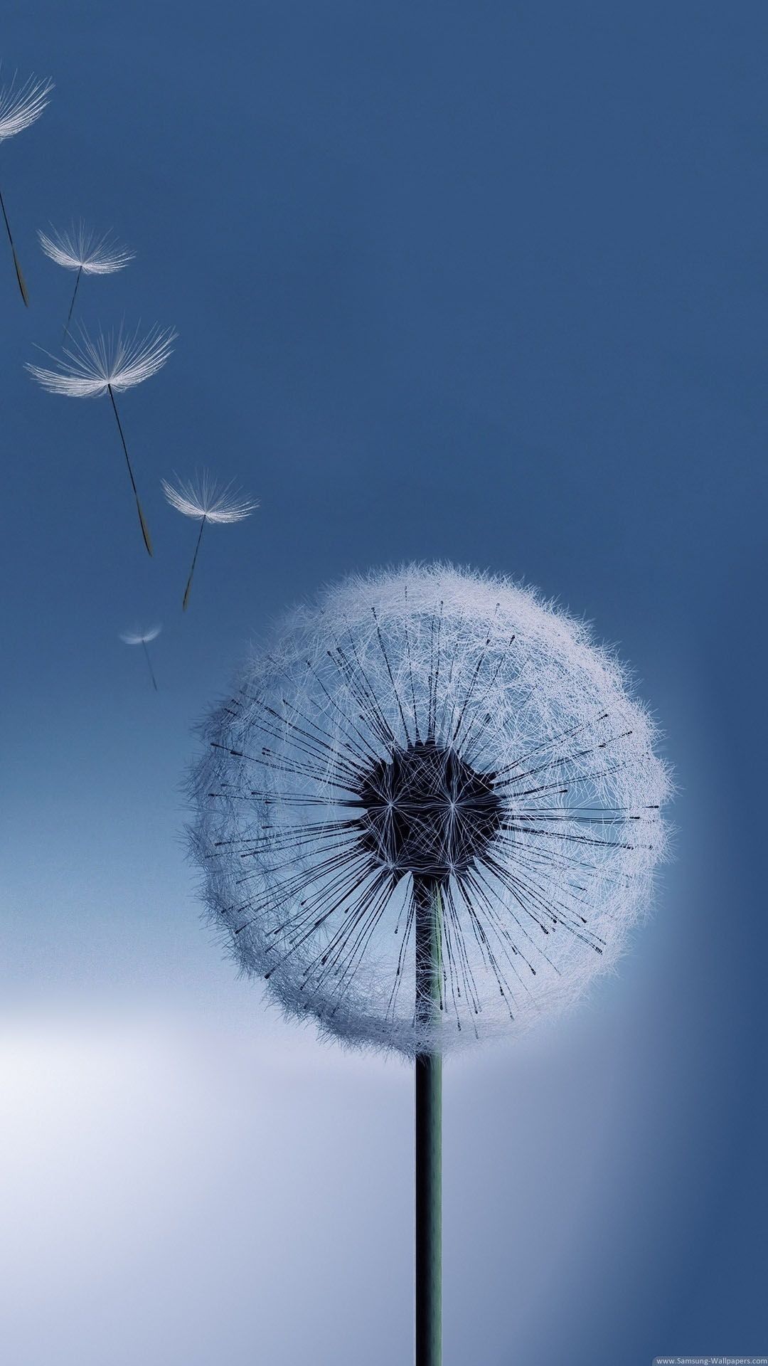 Dandelion Wallpaper