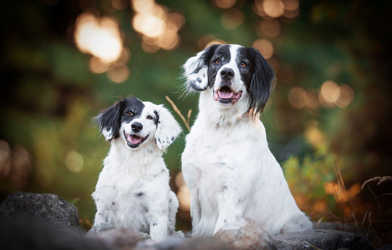 Wallpaper dogs, smile, background, dog, baby, pair, puppy, mom, bokeh, black and white, two dogs image for desktop, section собаки
