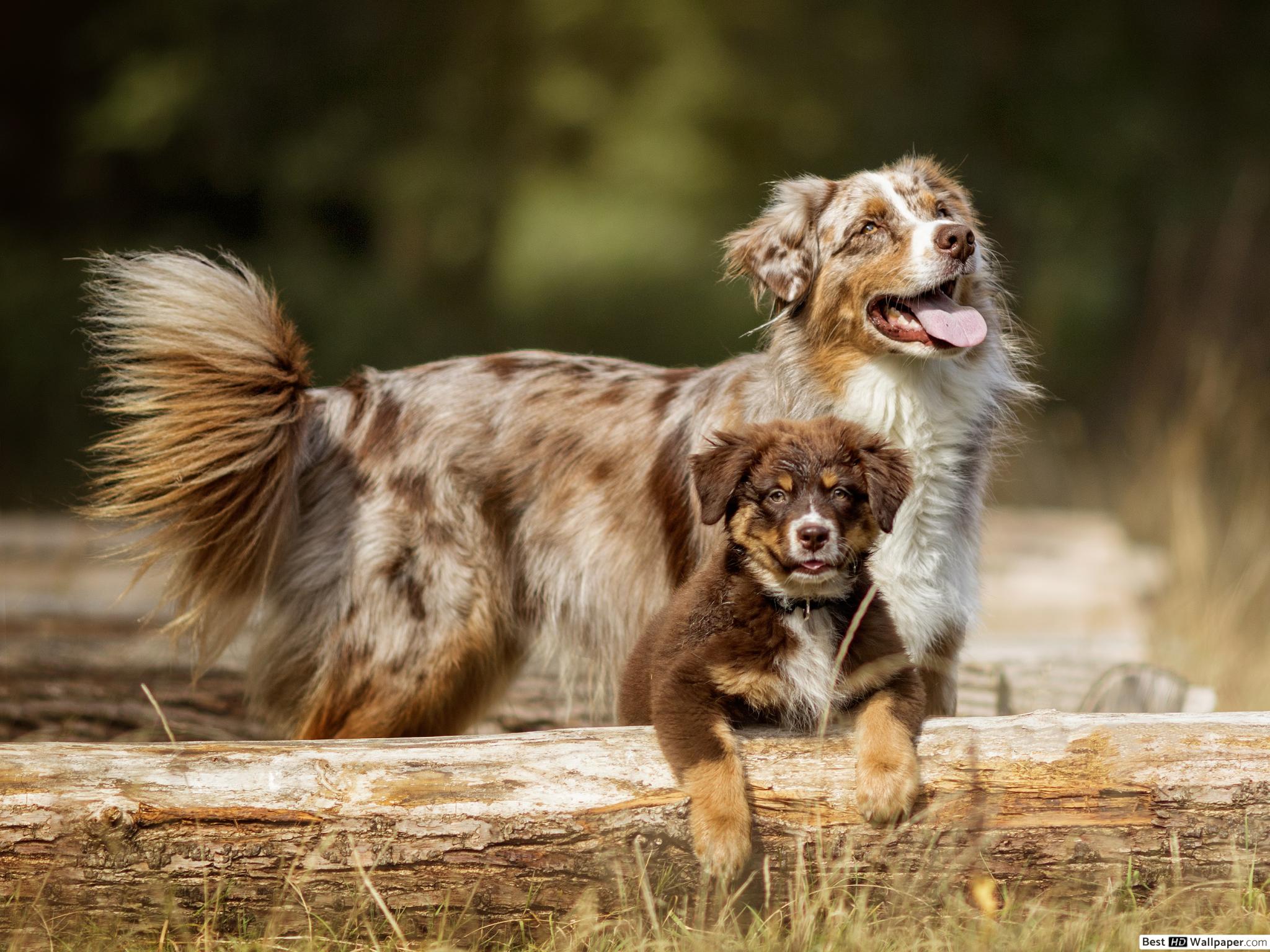 Australian Shepherd, Dog & pup HD wallpaper download