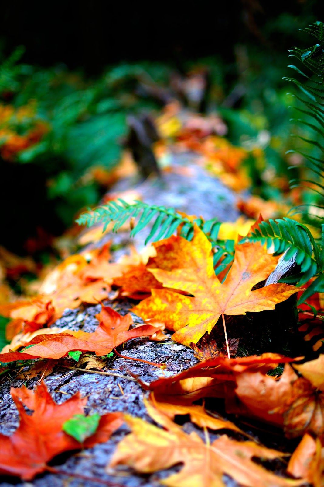 4k Wallpaper Autumn Leaves Blur Close Up Photo of Dry Leaves