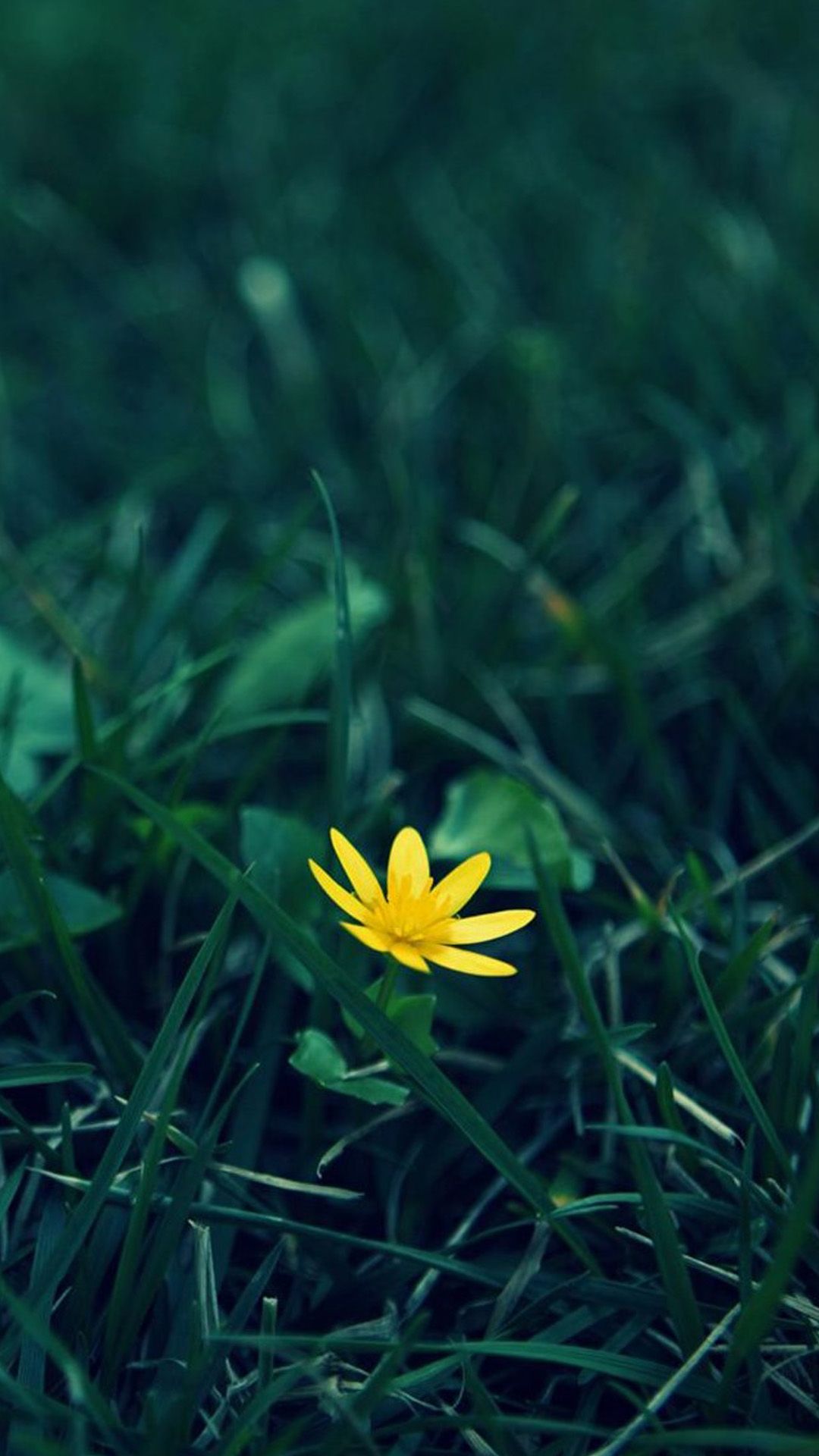 Nature Little Yellow Flower Green Grassland Blur Background iPhone