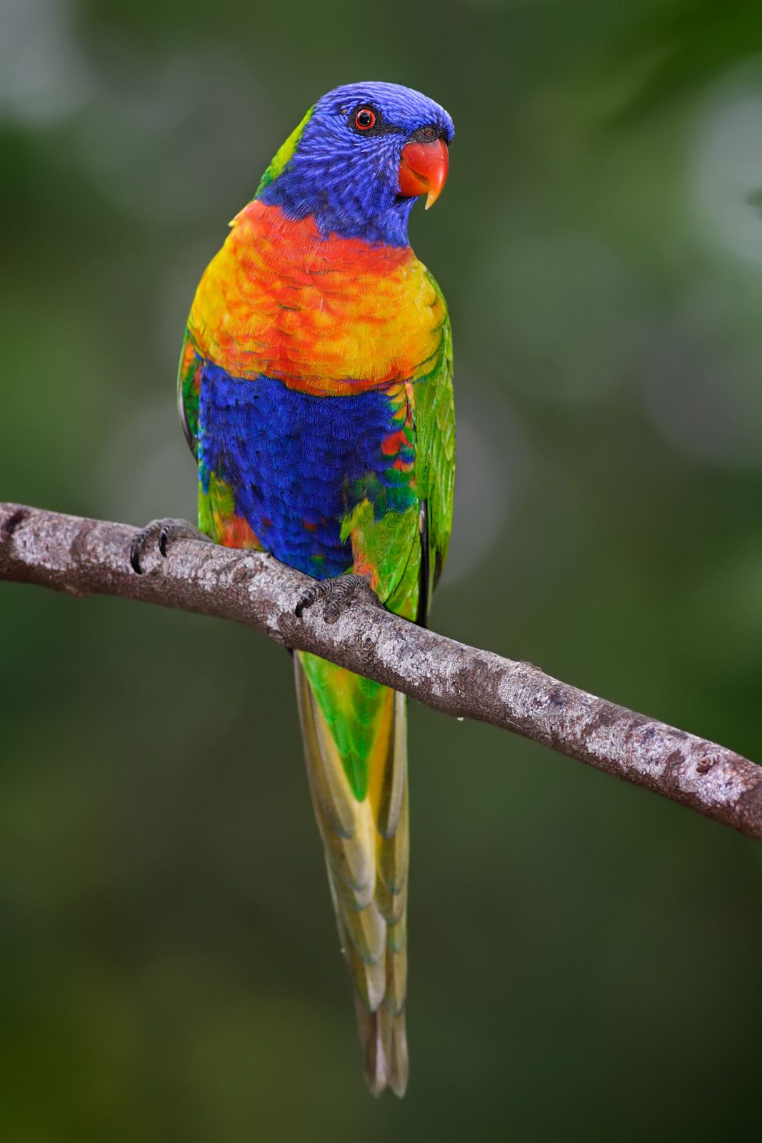 Rainbow Lorikeet wallpaper, Animal, HQ Rainbow Lorikeet picture